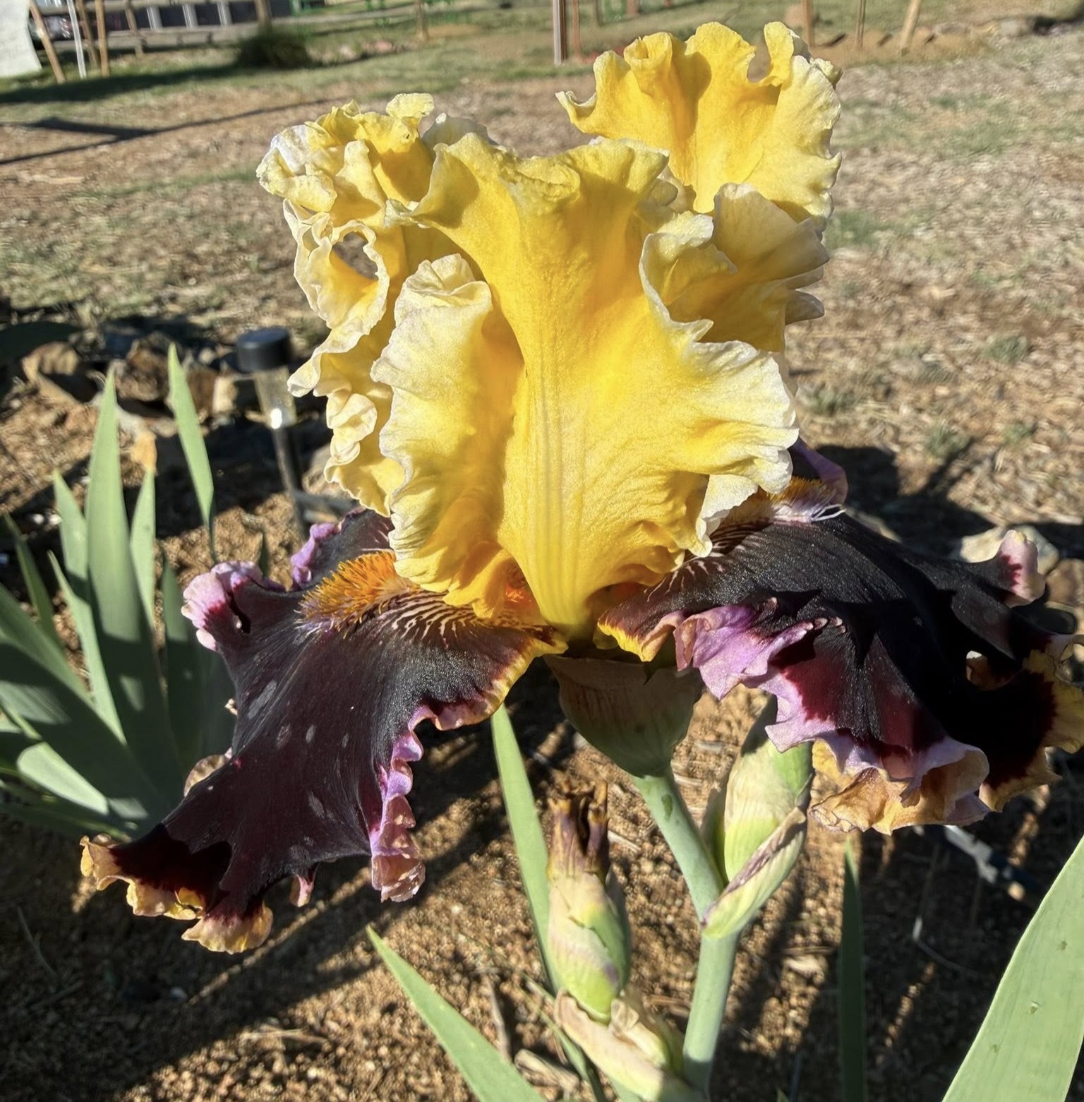 CAN'T STOP LOVING YOU IRIS FOR SALE ONLINE