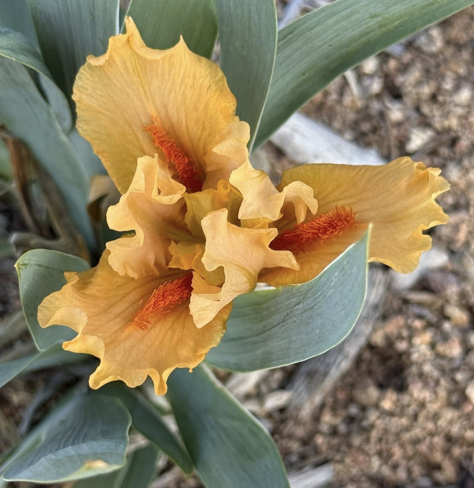 CARROT FLASH IRIS FOR SALE ONLINE
