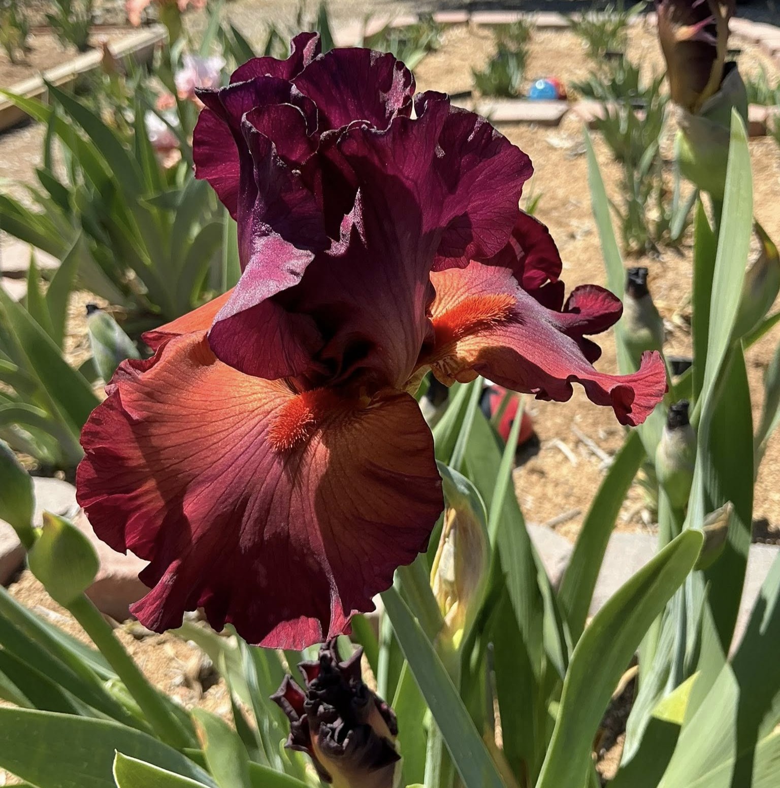 CATCH THE FEVER IRIS FOR SALE ONLINE