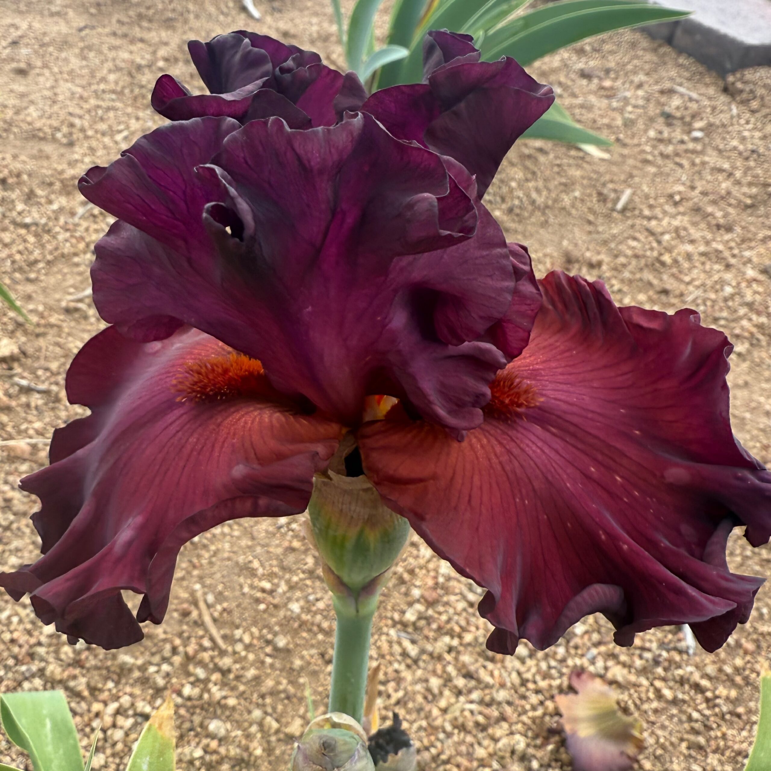 CATCH THE FEVER IRIS FOR SALE ONLINE