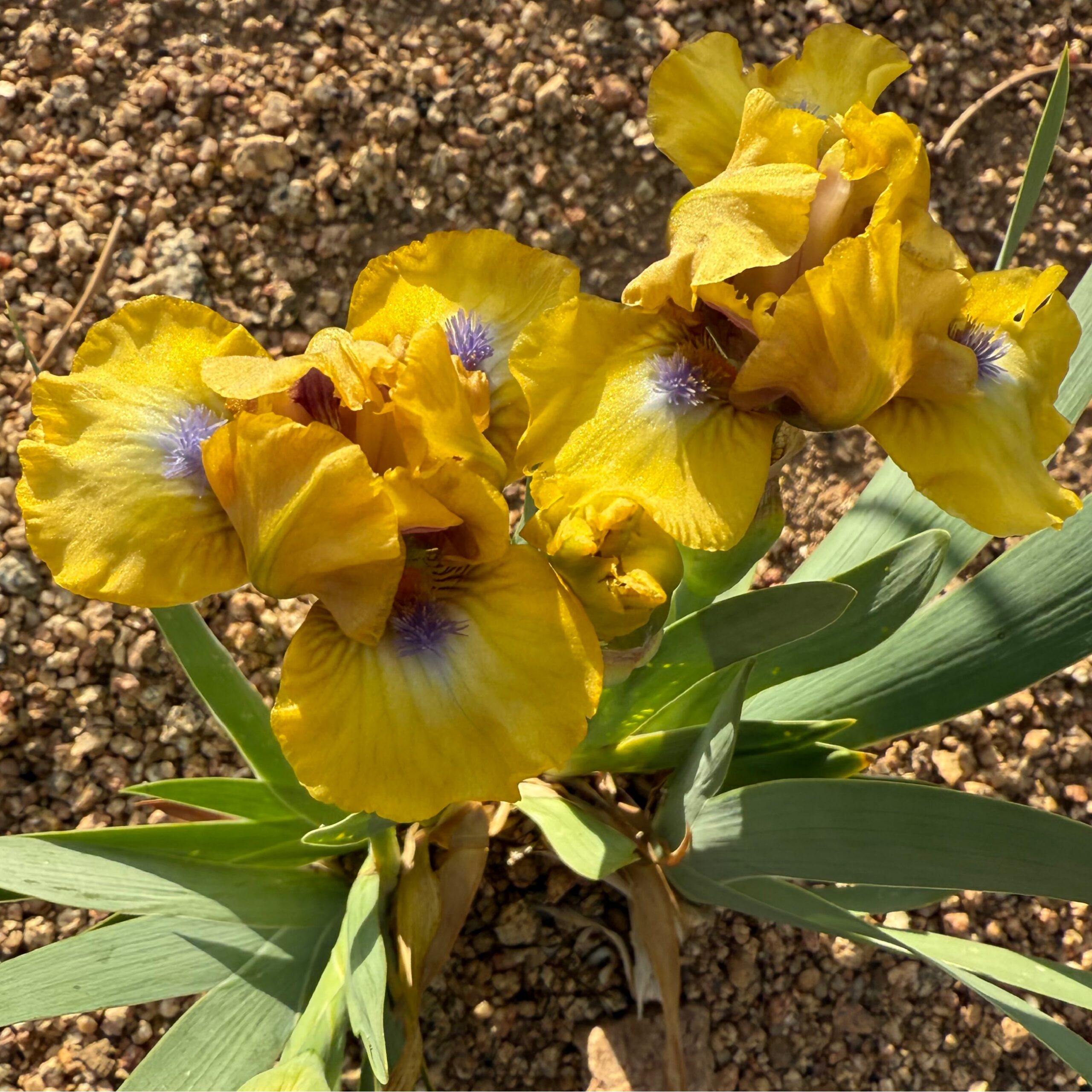 CHEERS TO YOU IRIS FOR SALE ONLINE