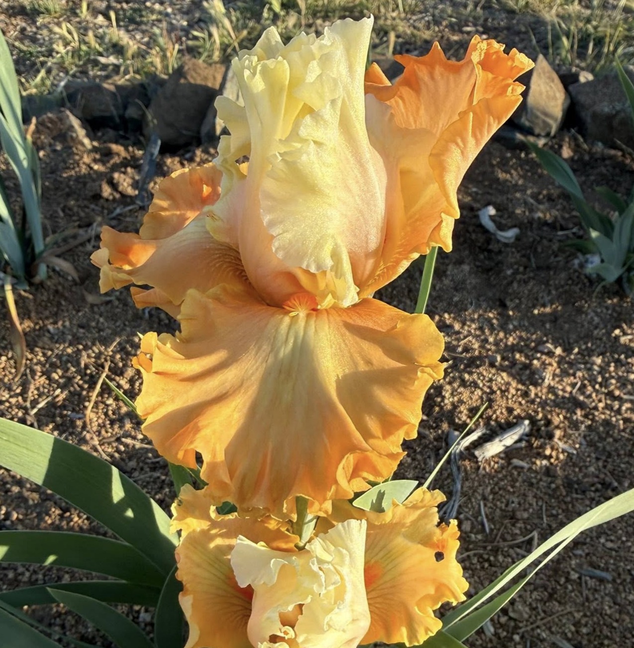 COME TO LIFE IRIS FOR SALE ONLINE
