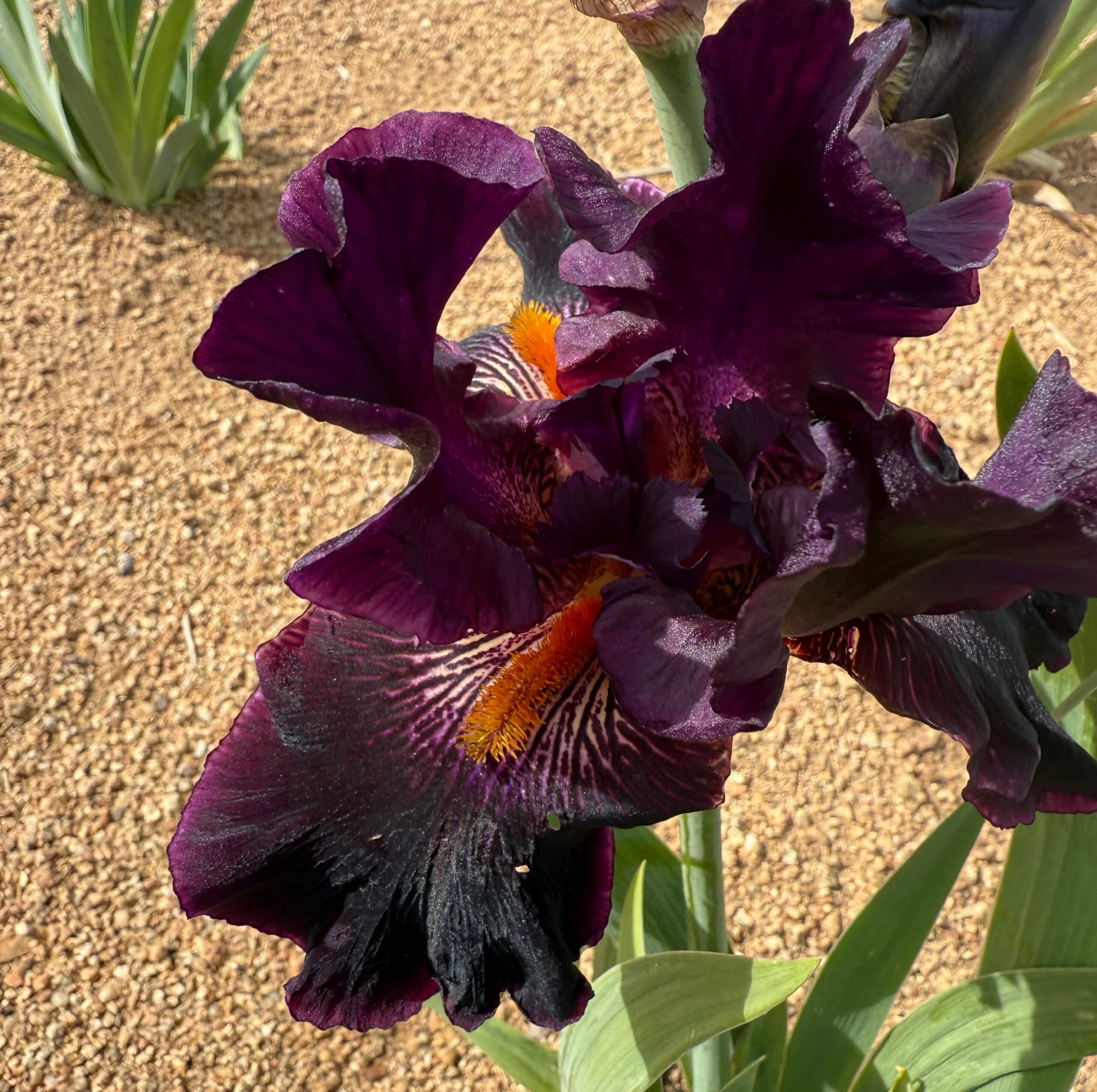 DRACULA'S KISS IRIS FOR SALE ONLINE