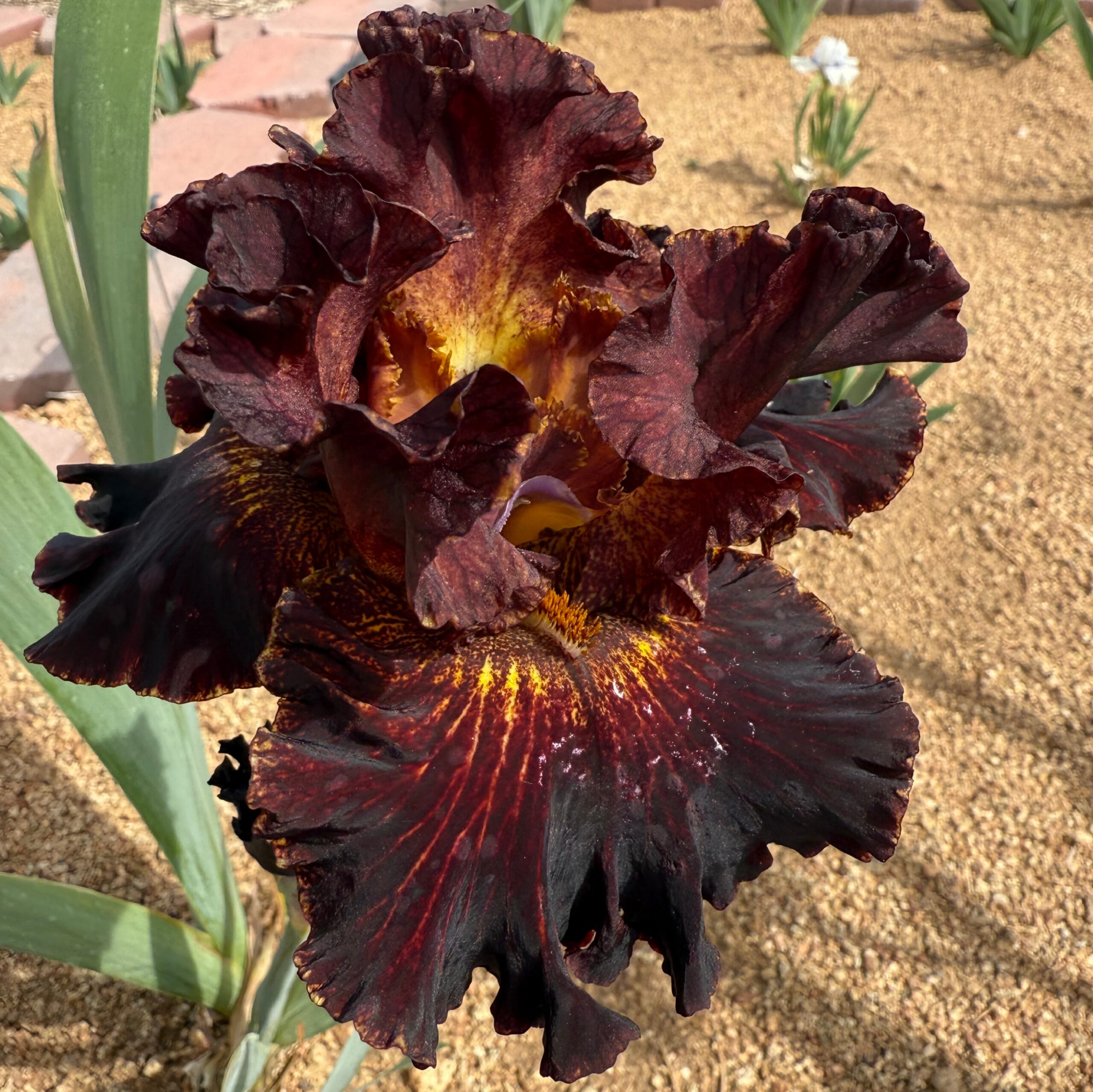 1 GILDED CHOCOLATE GILDED CHOCOLATE IRIS FOR SALE ONLINE