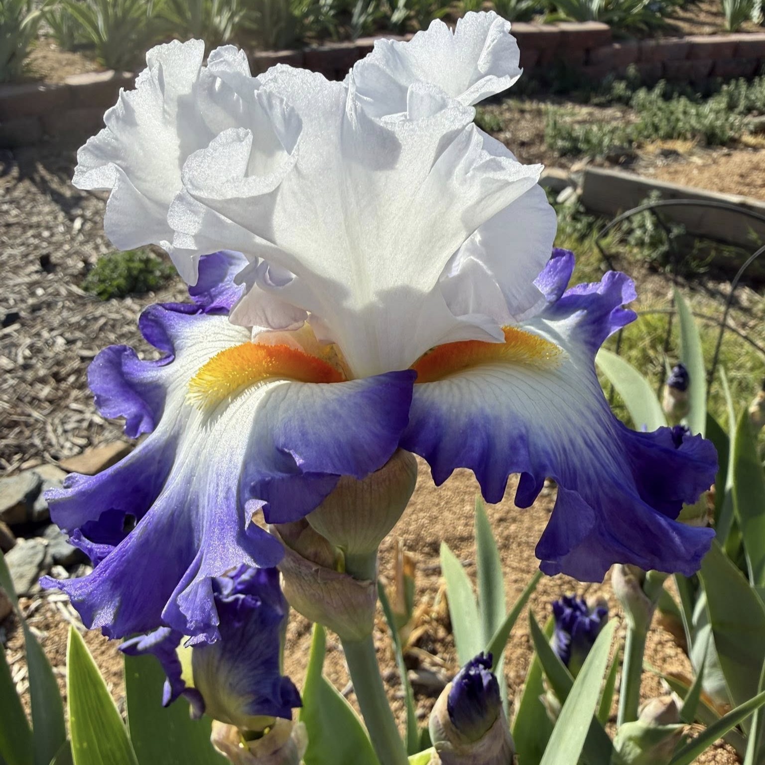 HARD TO RESIST IRIS FOR SALE ONLINE