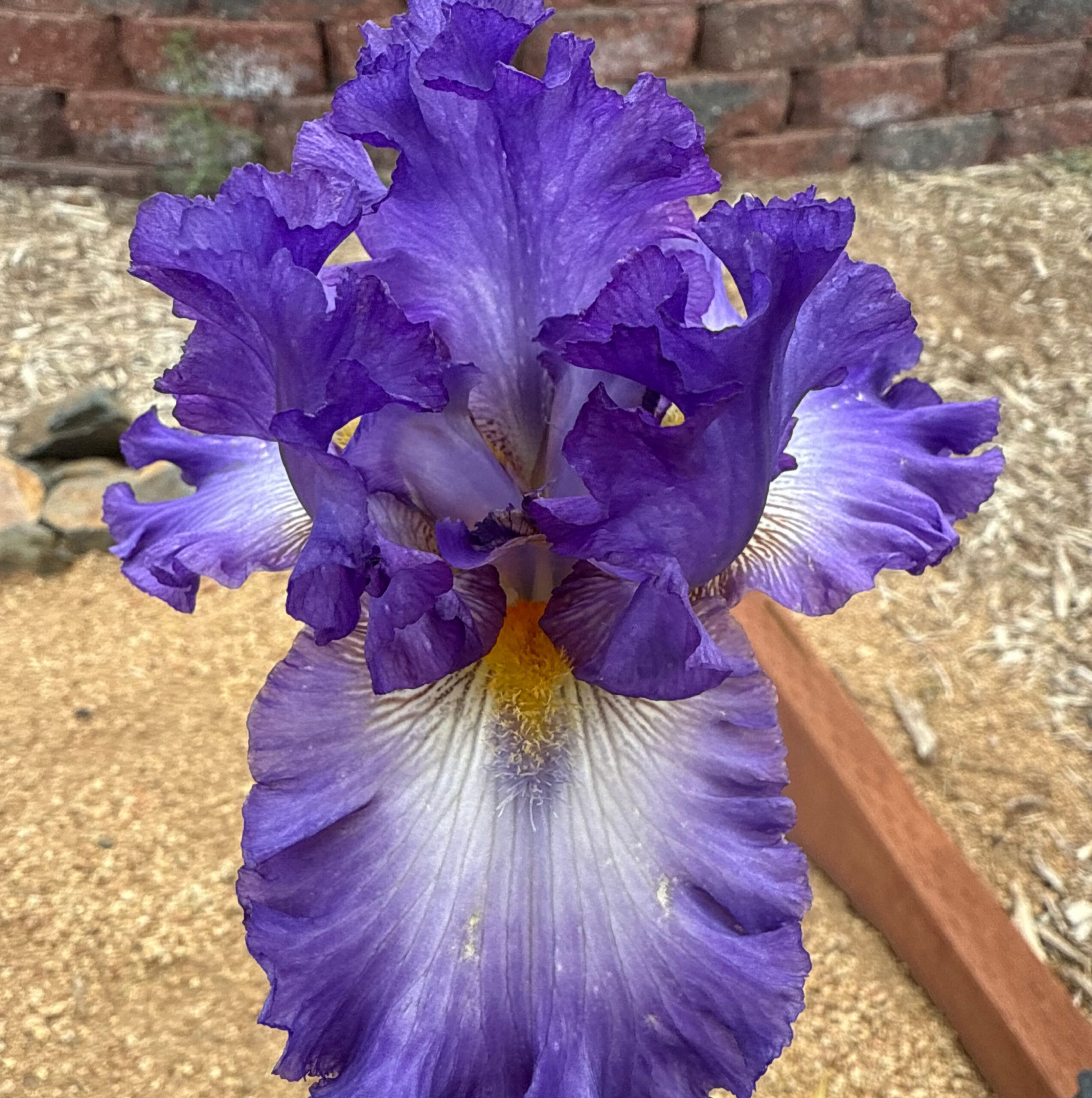LIKE A BREEZE IRIS FOR SALE ONLINE