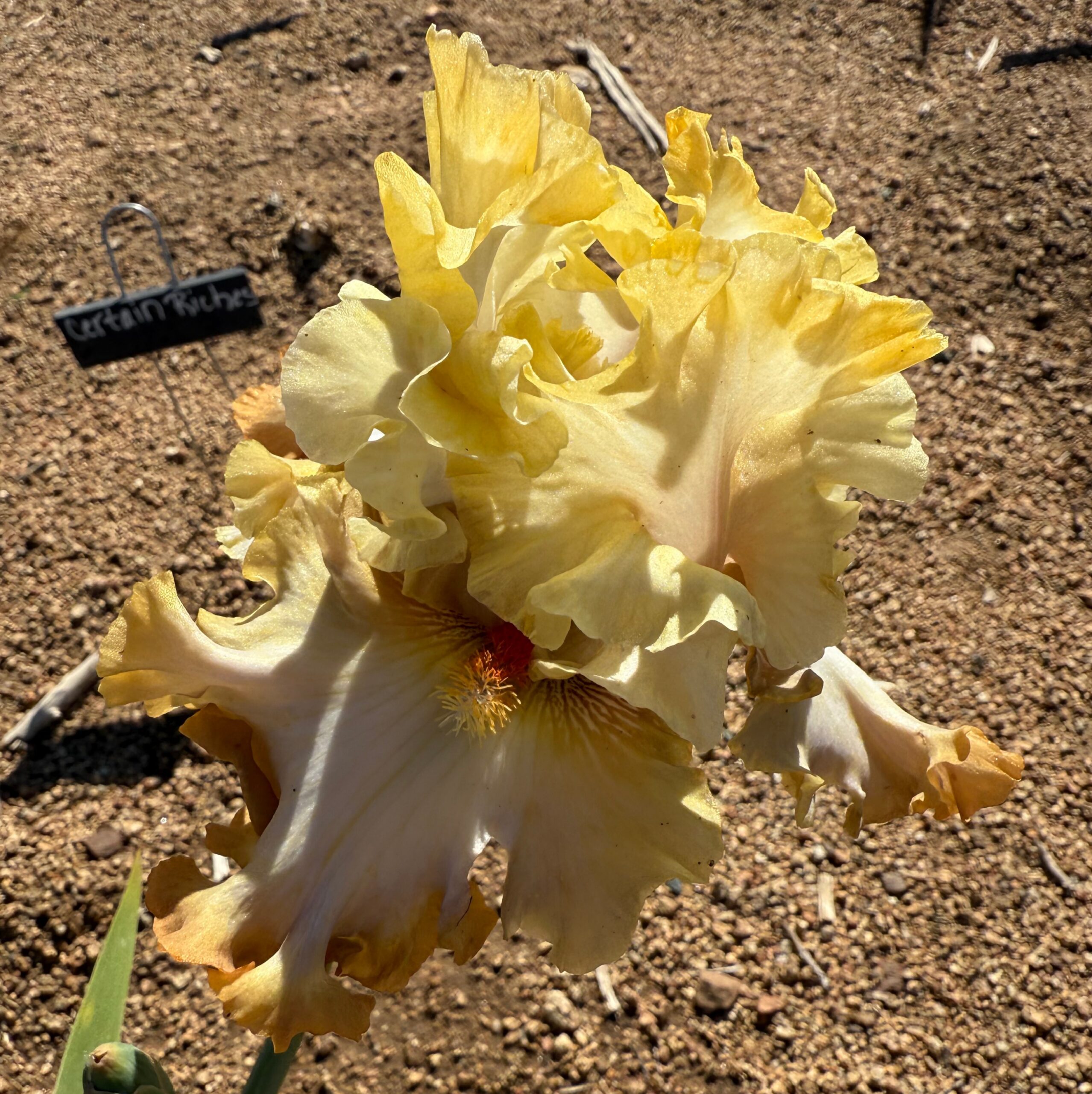 1 LIKE A DREAM LIKE A DREAM IRIS FOR SALE ONLINE