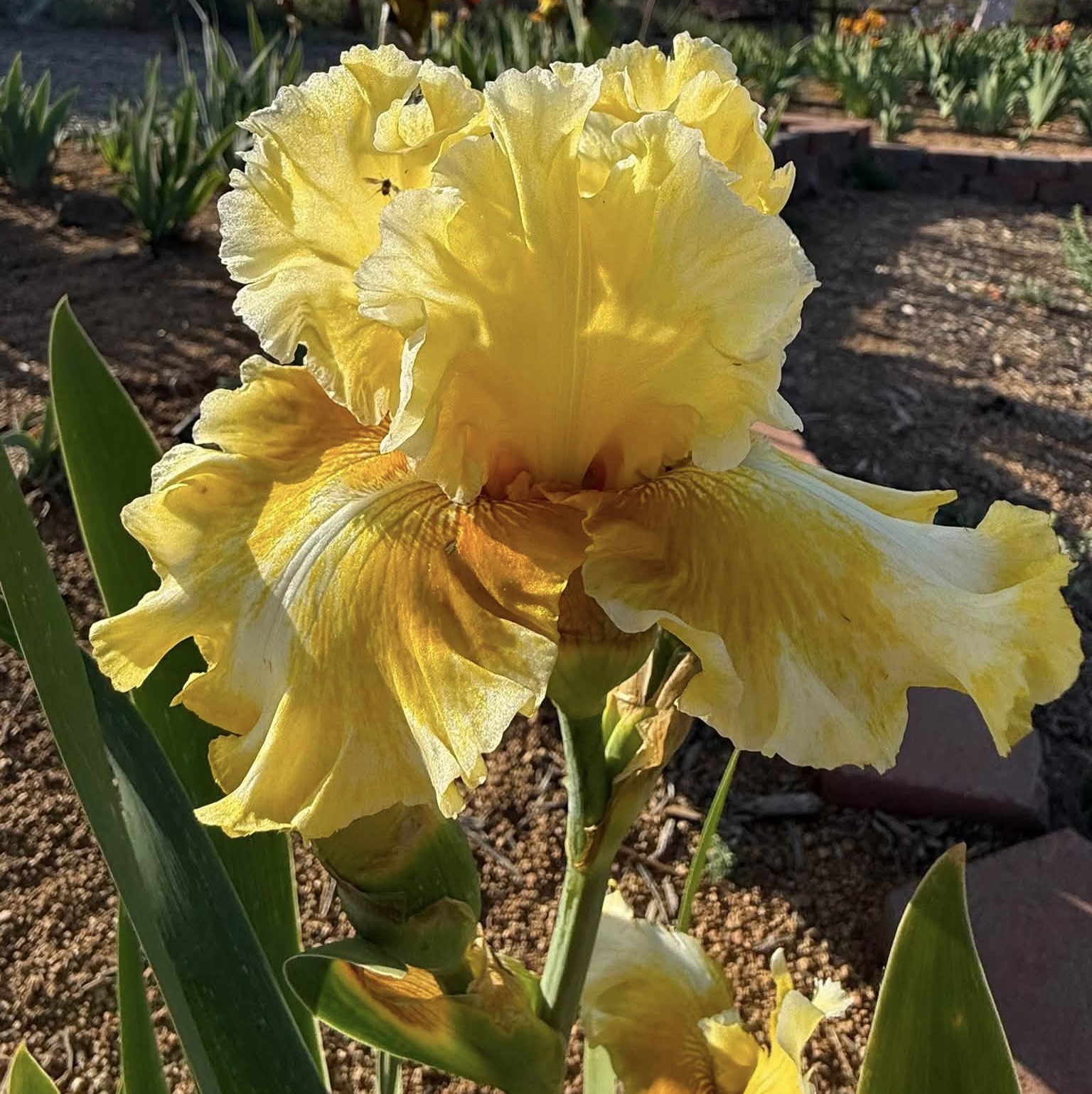 ON ANGEL WINGS IRIS FOR SALE ONLINE
