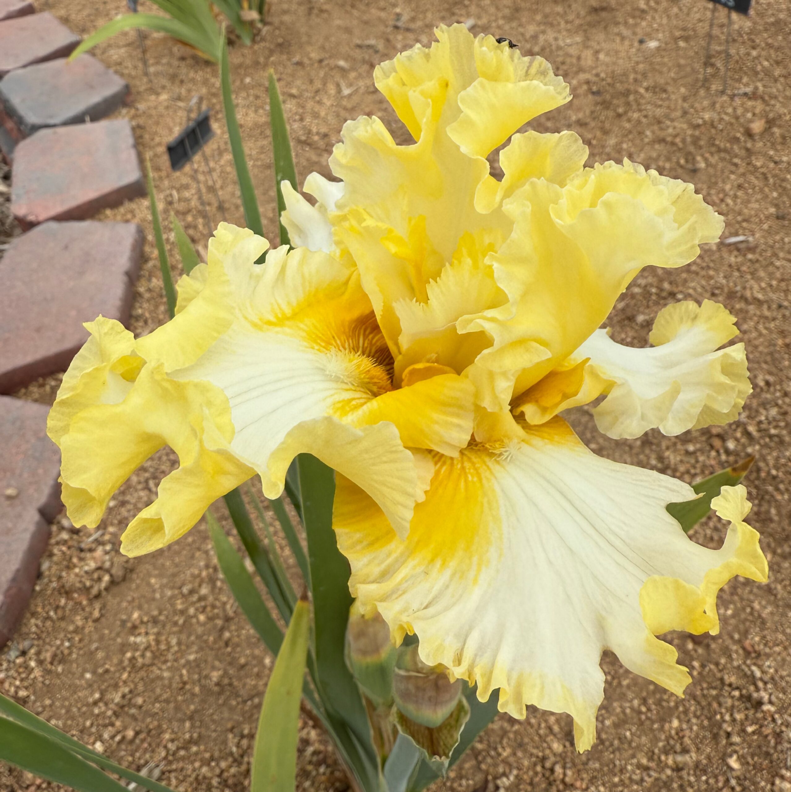 ON ANGEL WINGS IRIS FOR SALE ONLINE
