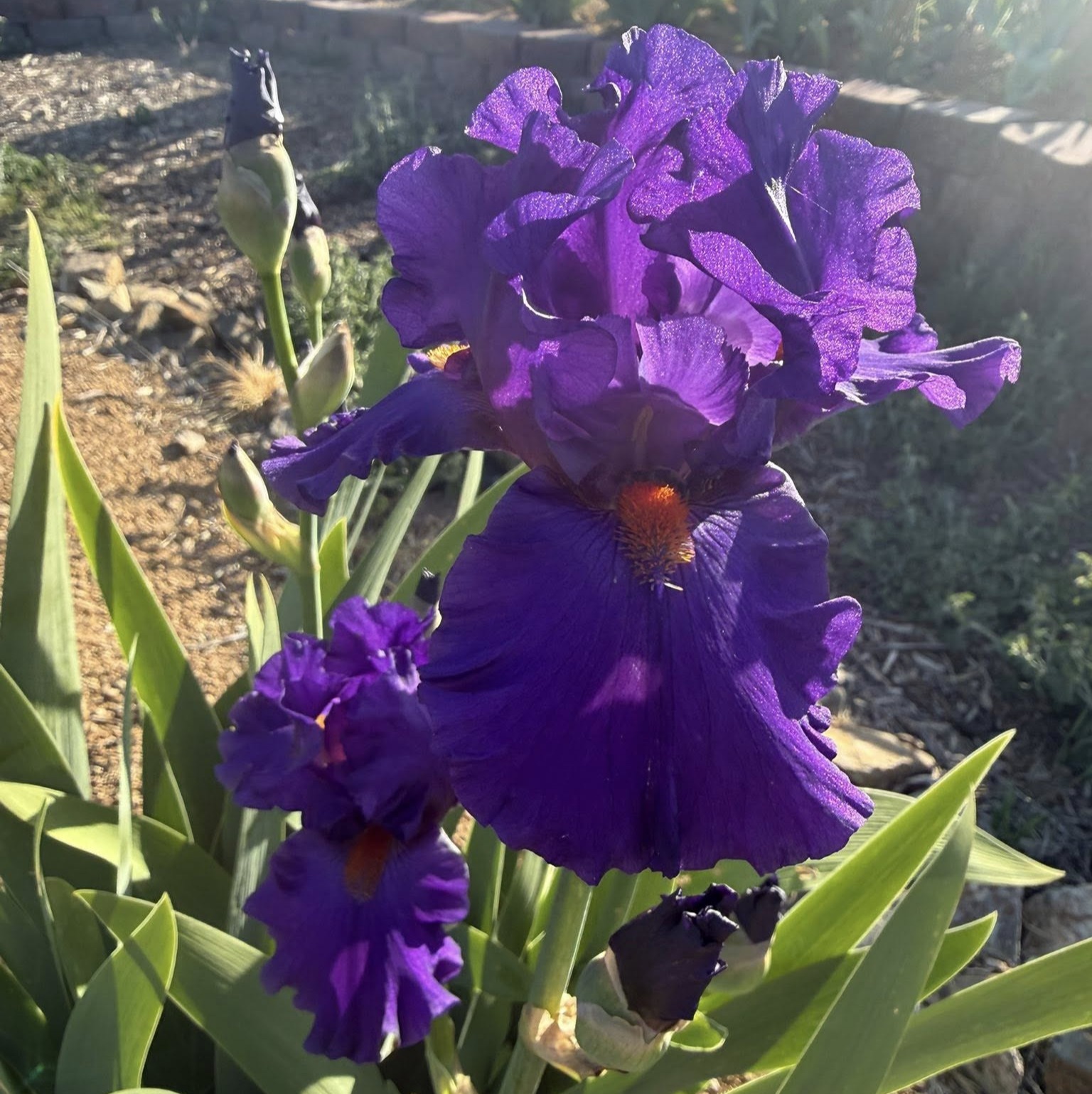 PAUL BLACK IRIS FOR SALE ONLINE