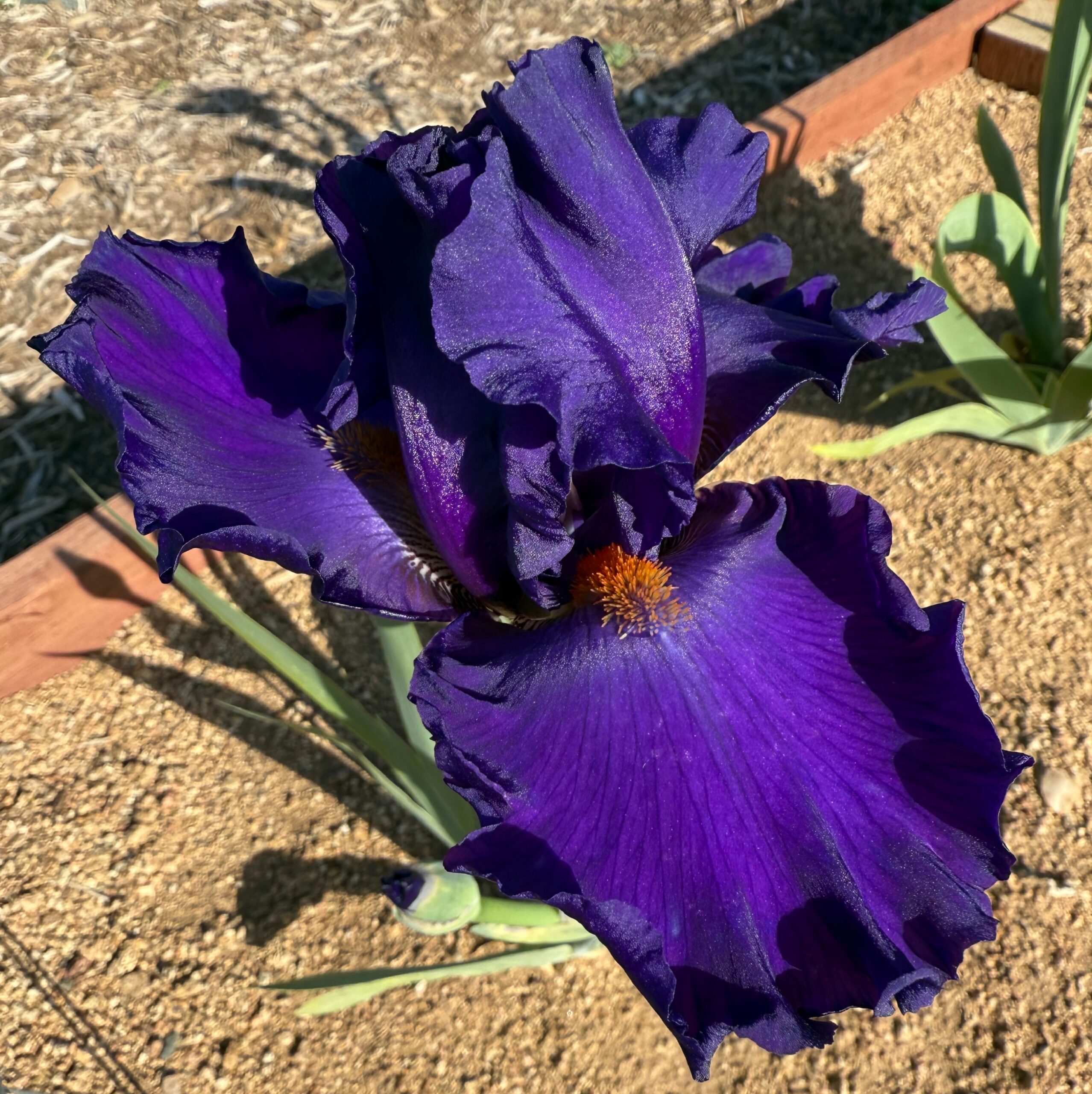 PAUL BLACK IRIS FOR SALE ONLINE