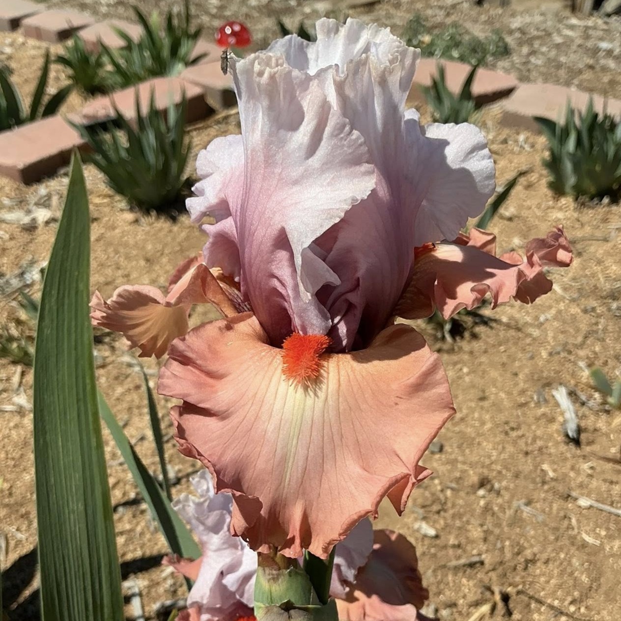 PRETTY RICH IRIS FOR SALE ONLINE