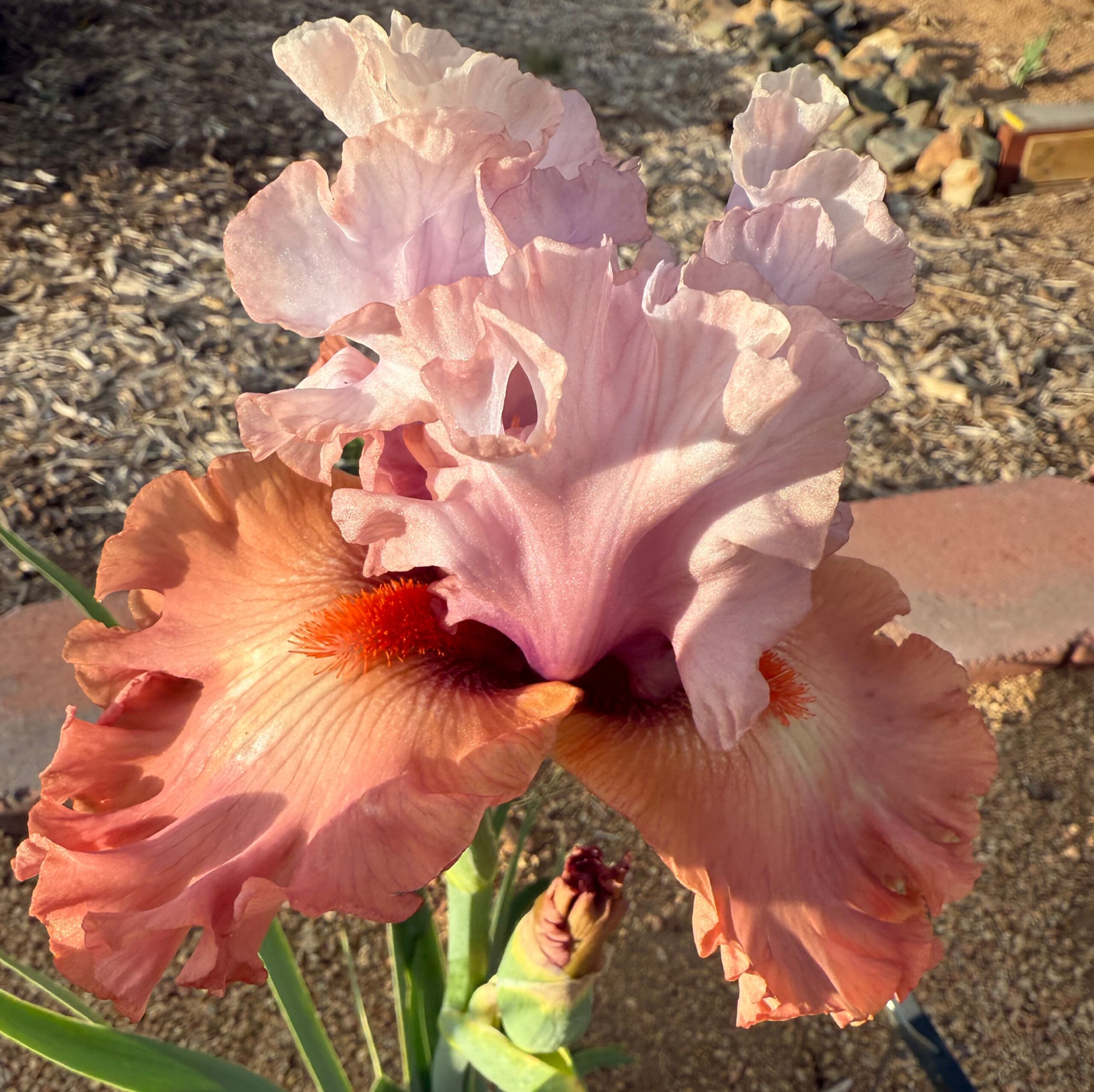 1 PRETTY RICH PRETTY RICH IRIS FOR SALE ONLINE