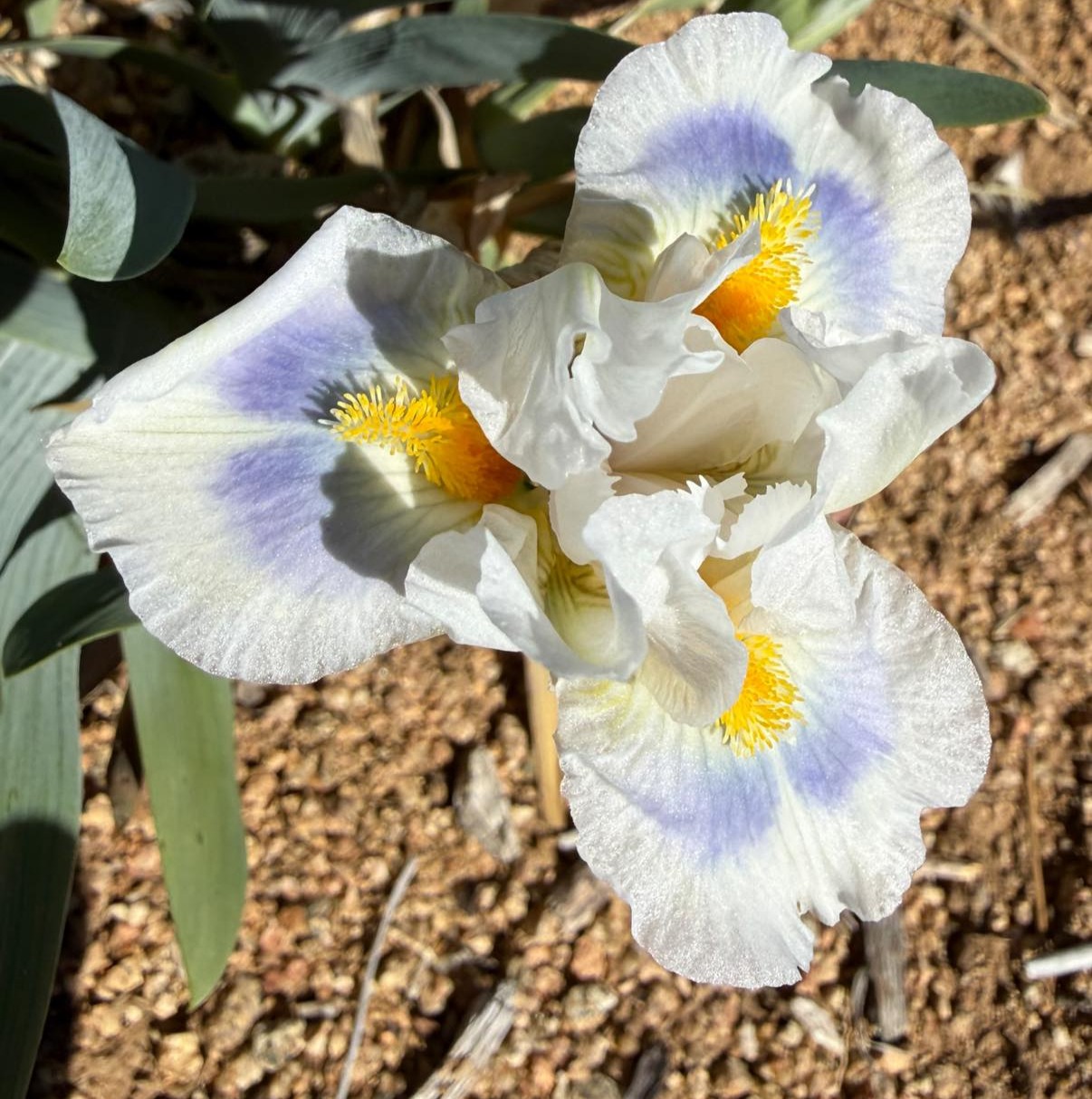 SO NOTED IRIS FOR SALE ONLINE