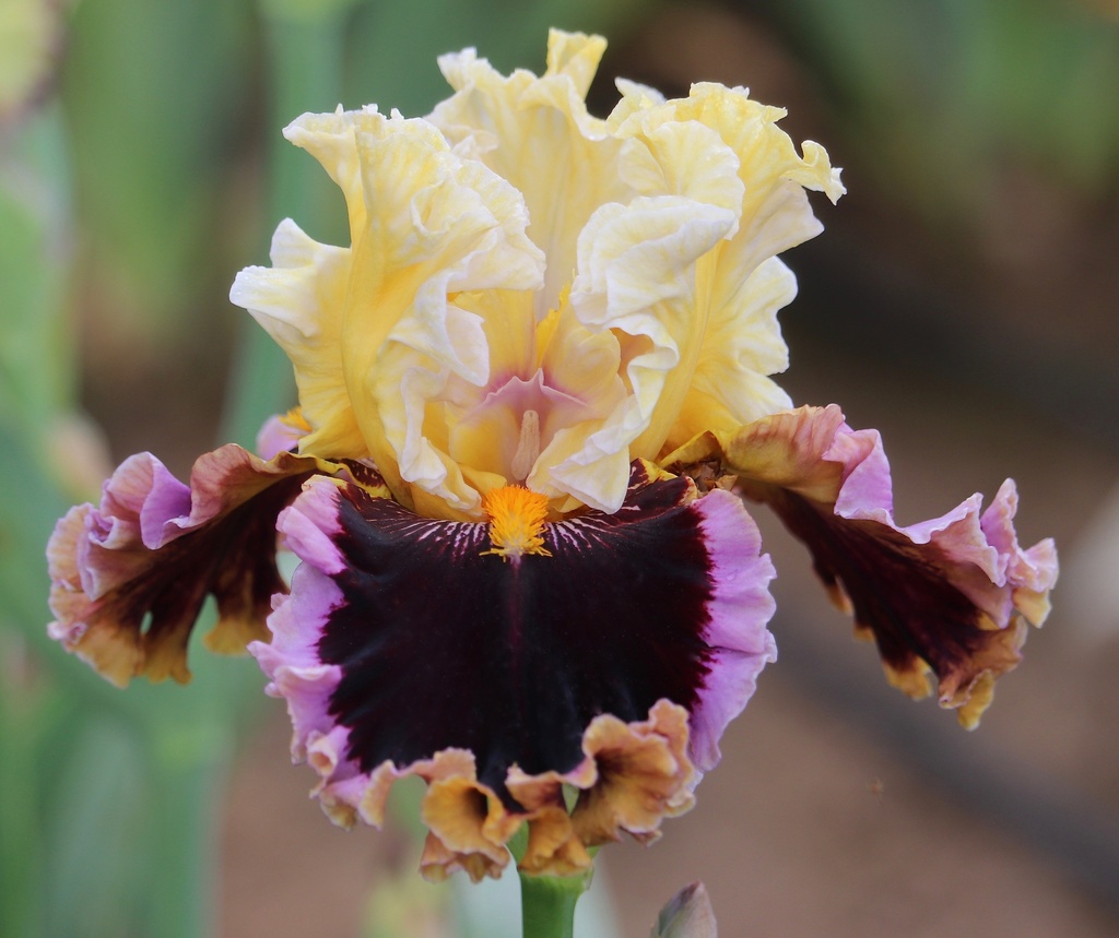 Can’t Stop Loving You CAN'T STOP LOVING YOU IRIS FOR SALE ONLINE