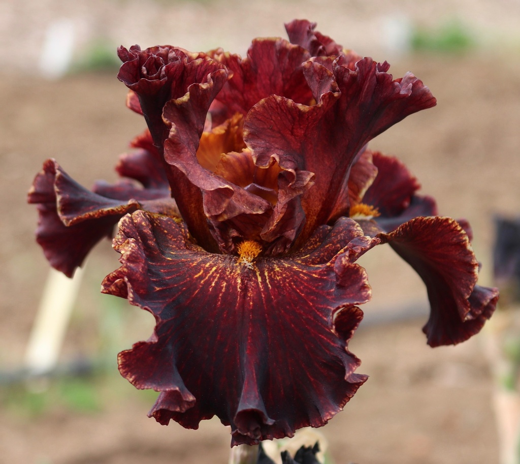 Gilded Chocolate GILDED CHOCOLATE IRIS FOR SALE ONLINE