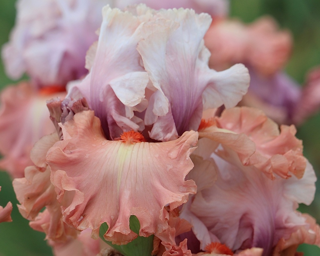 Pretty Rich PRETTY RICH IRIS FOR SALE ONLINE