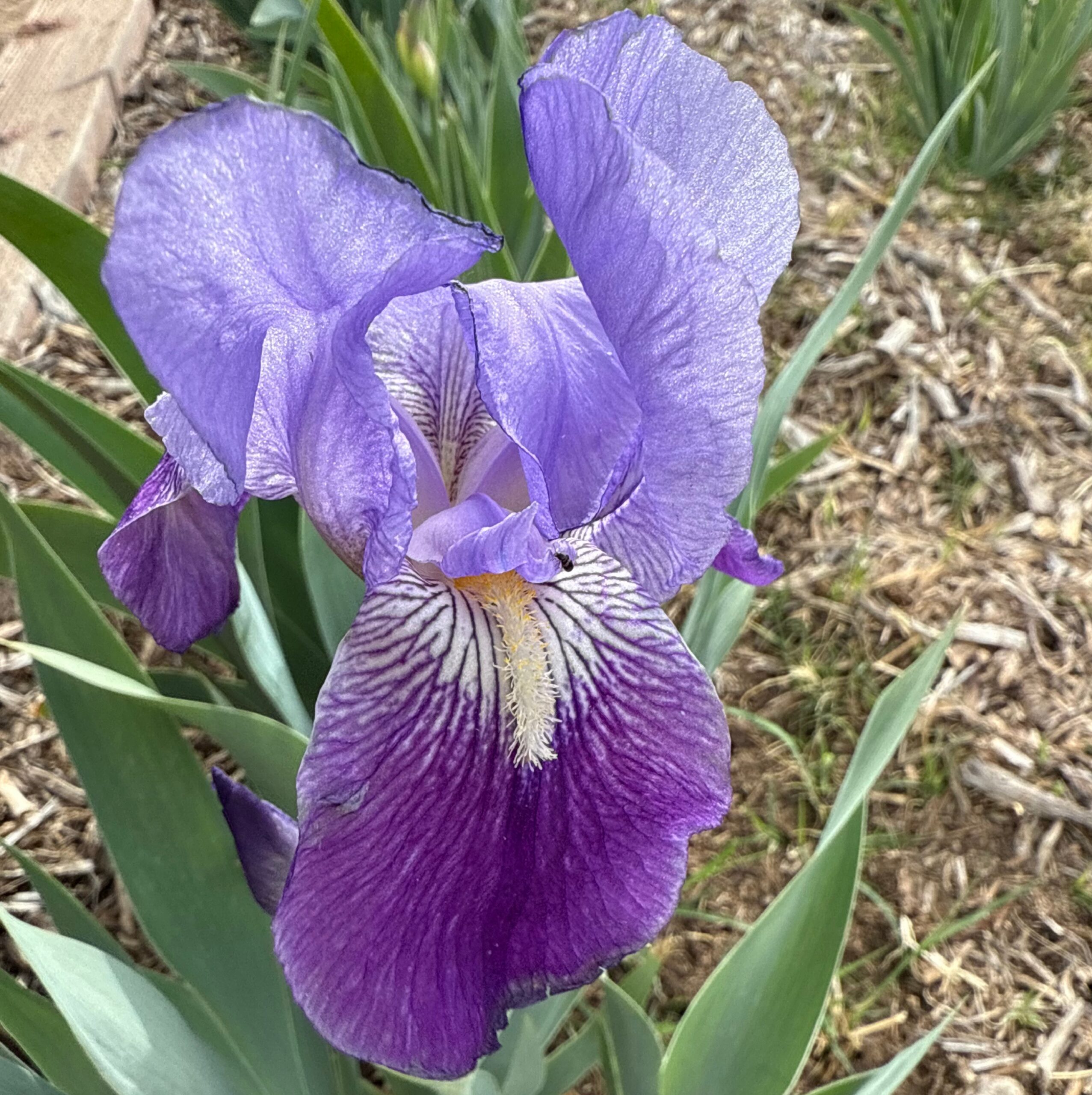 ALCAZAR IRIS FOR SALE ONLINE