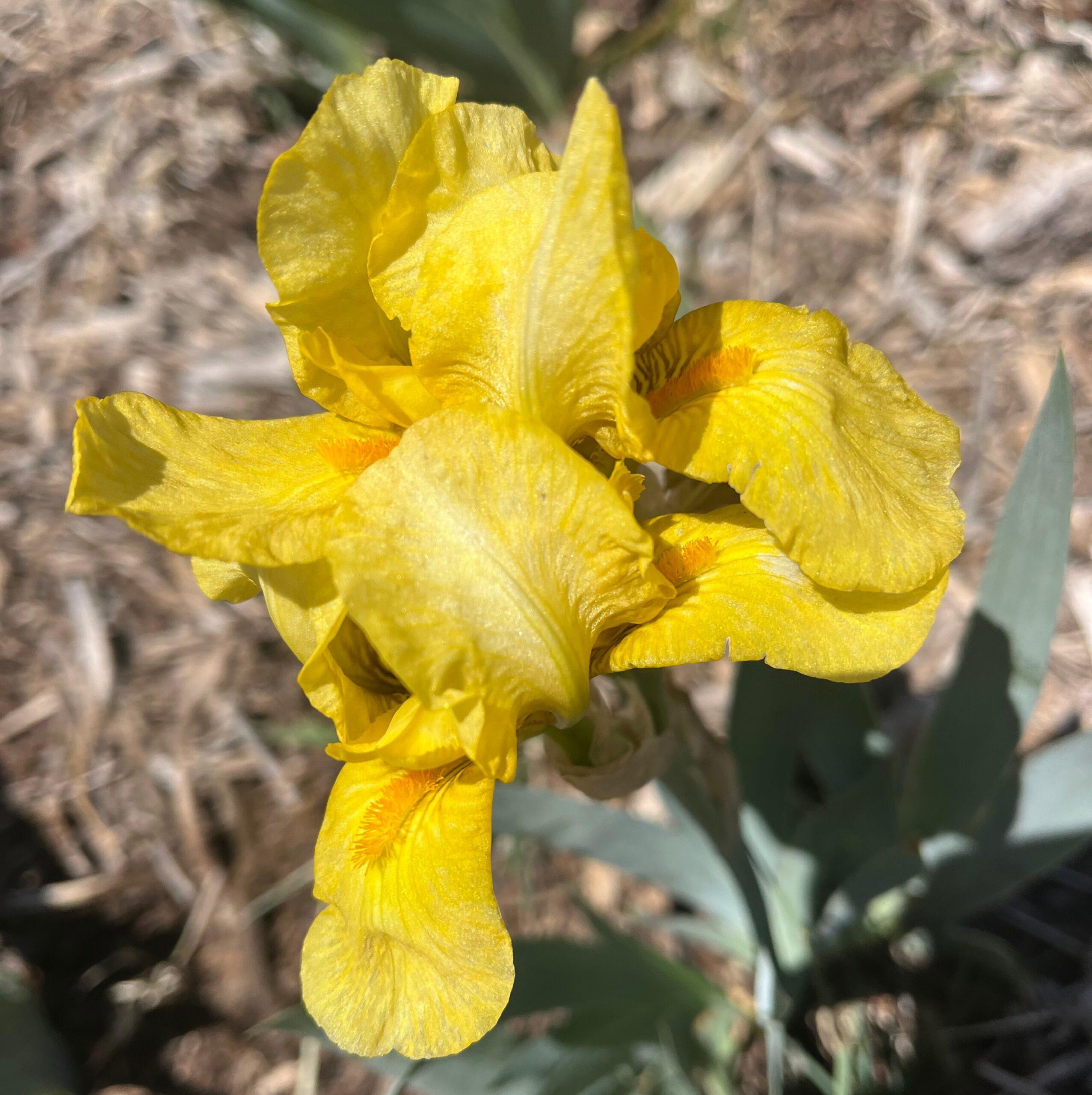 ALTA CALIFORNIA IRIS FOR SALE ONLINE