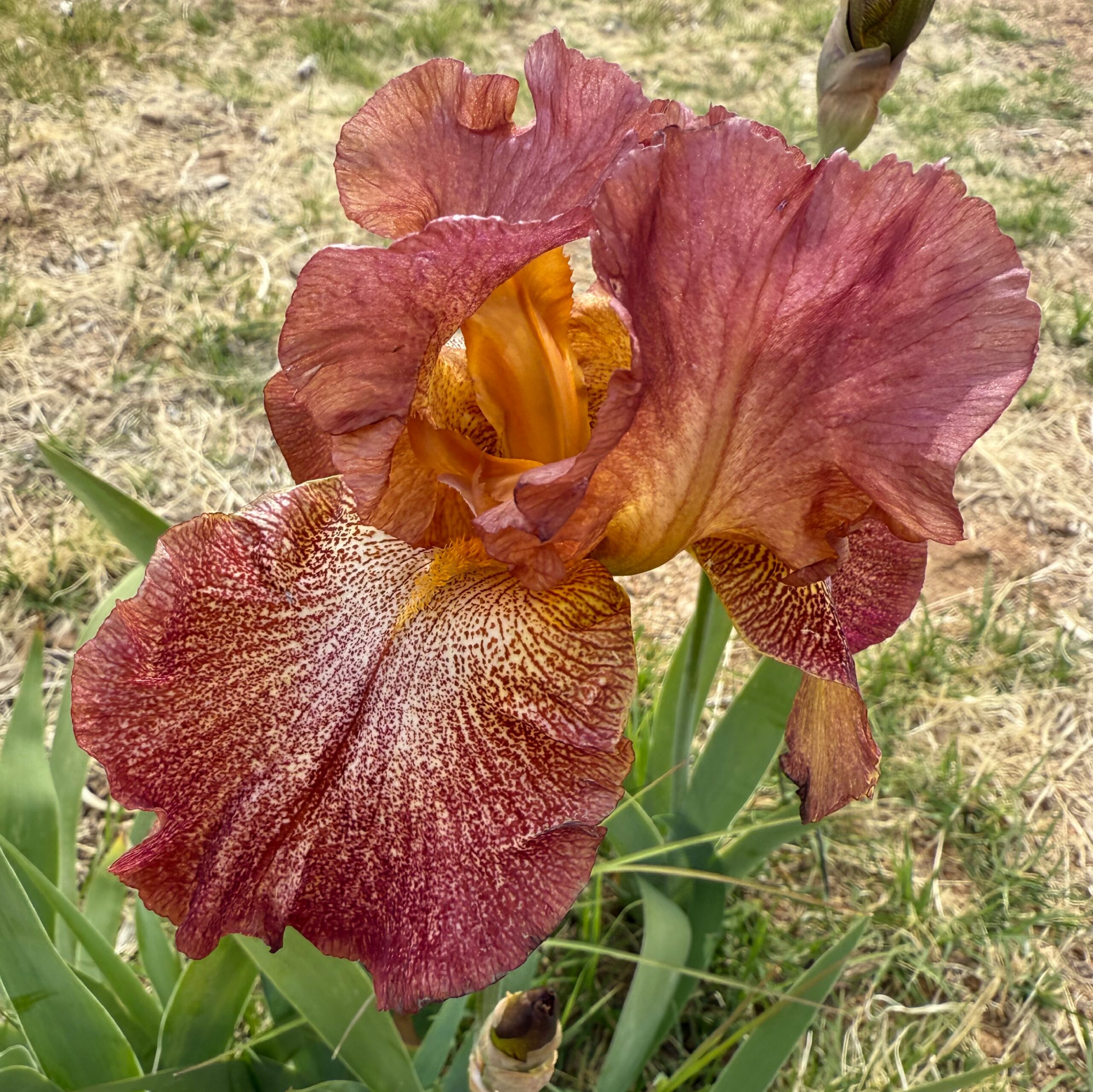 PEPPER BLEND IRIS FOR SALE ONLINE