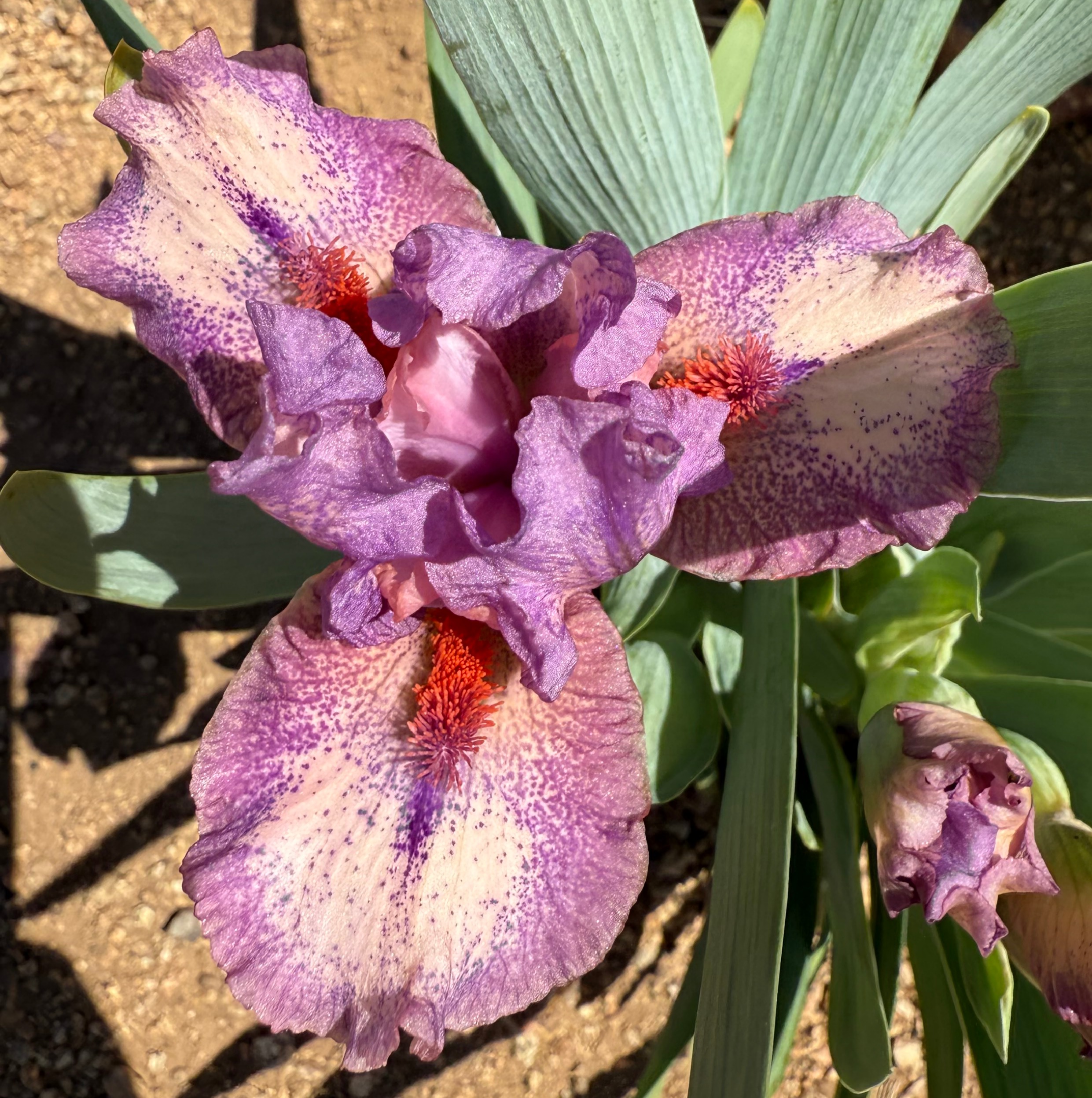 1 SWEET DEVOTION SWEET DEVOTION IRIS FOR SALE ONLINE