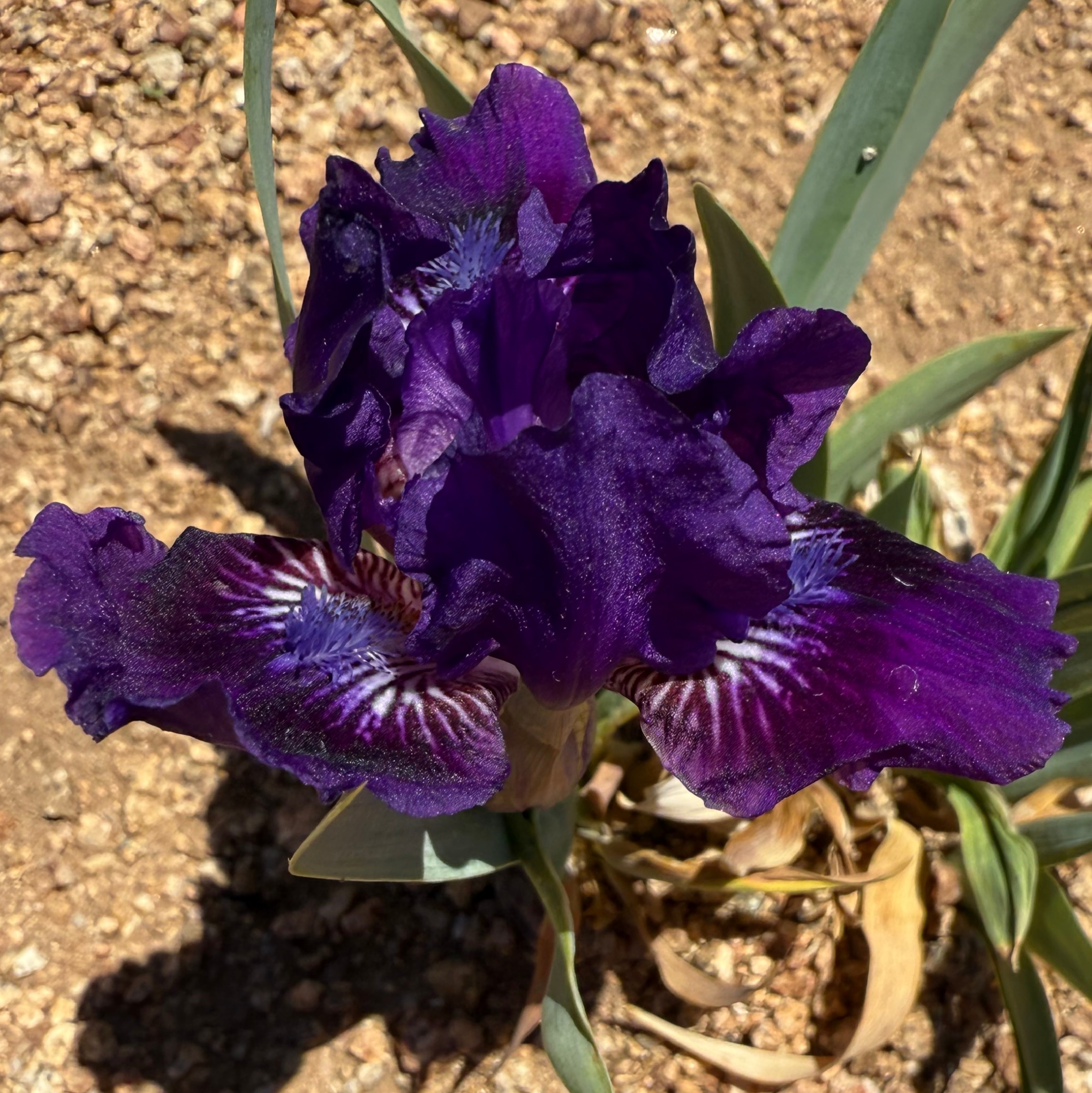 YODEL IRIS FOR SALE ONLINE