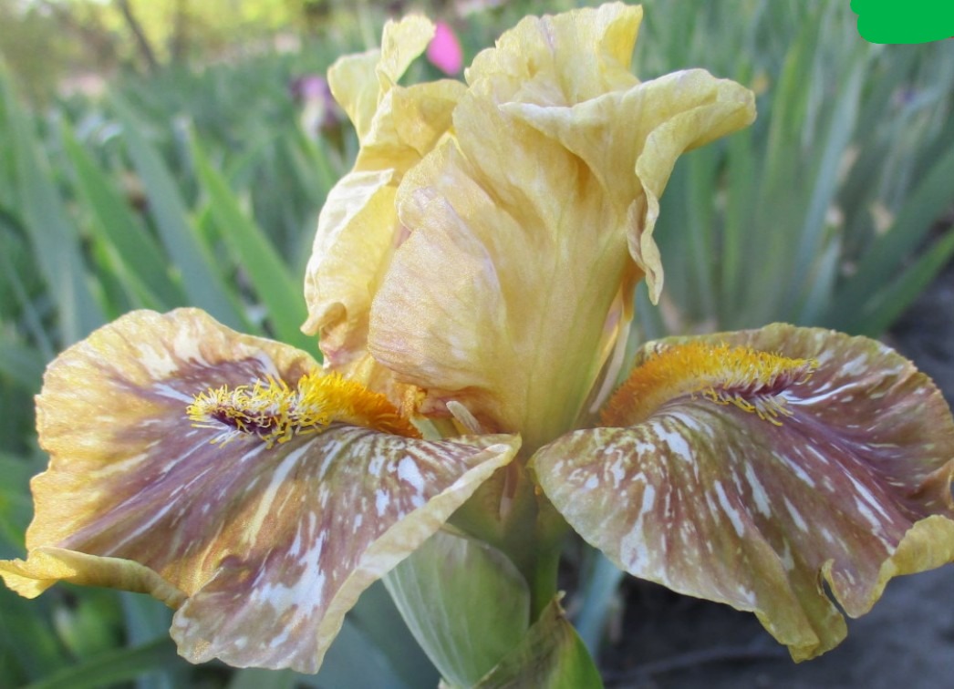 Palmetto Rootbeer Float 2 PALMETTO ROOTBEER FLOAT IRIS FOR SALE ONLINE