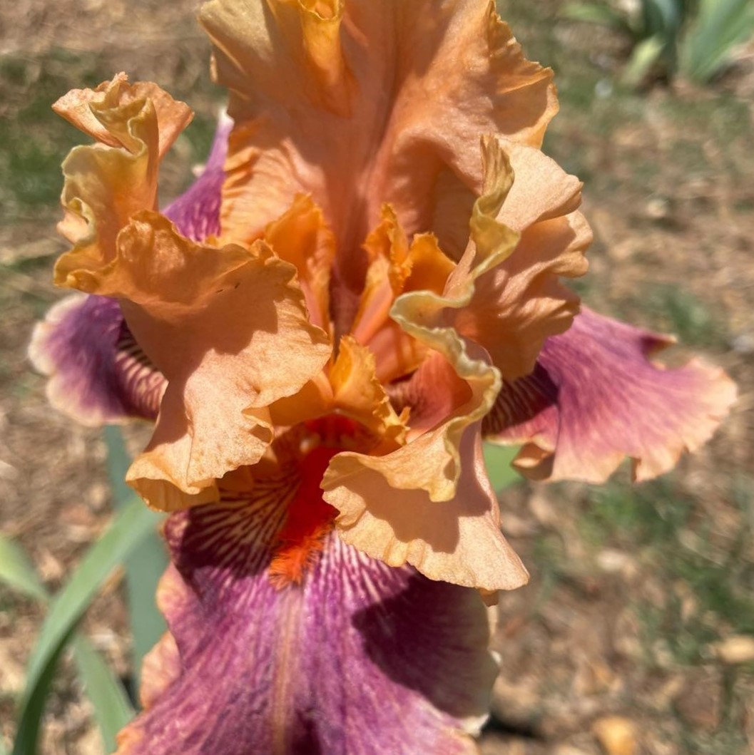 AARDVARK LARK IRIS FOR SALE OLINE