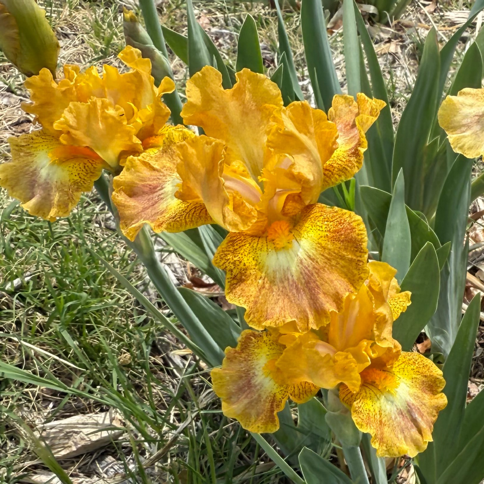 1 APPLE CRISP APPLE CRISP IRIS FOR SALE ONLINE