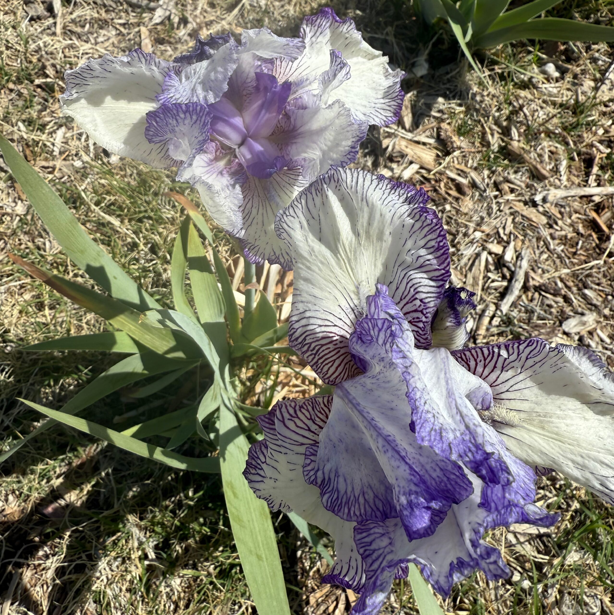 1 AUTUMN CIRCUS 2 AUTUMN CIRCUS IRIS FOR SALE ONLINE