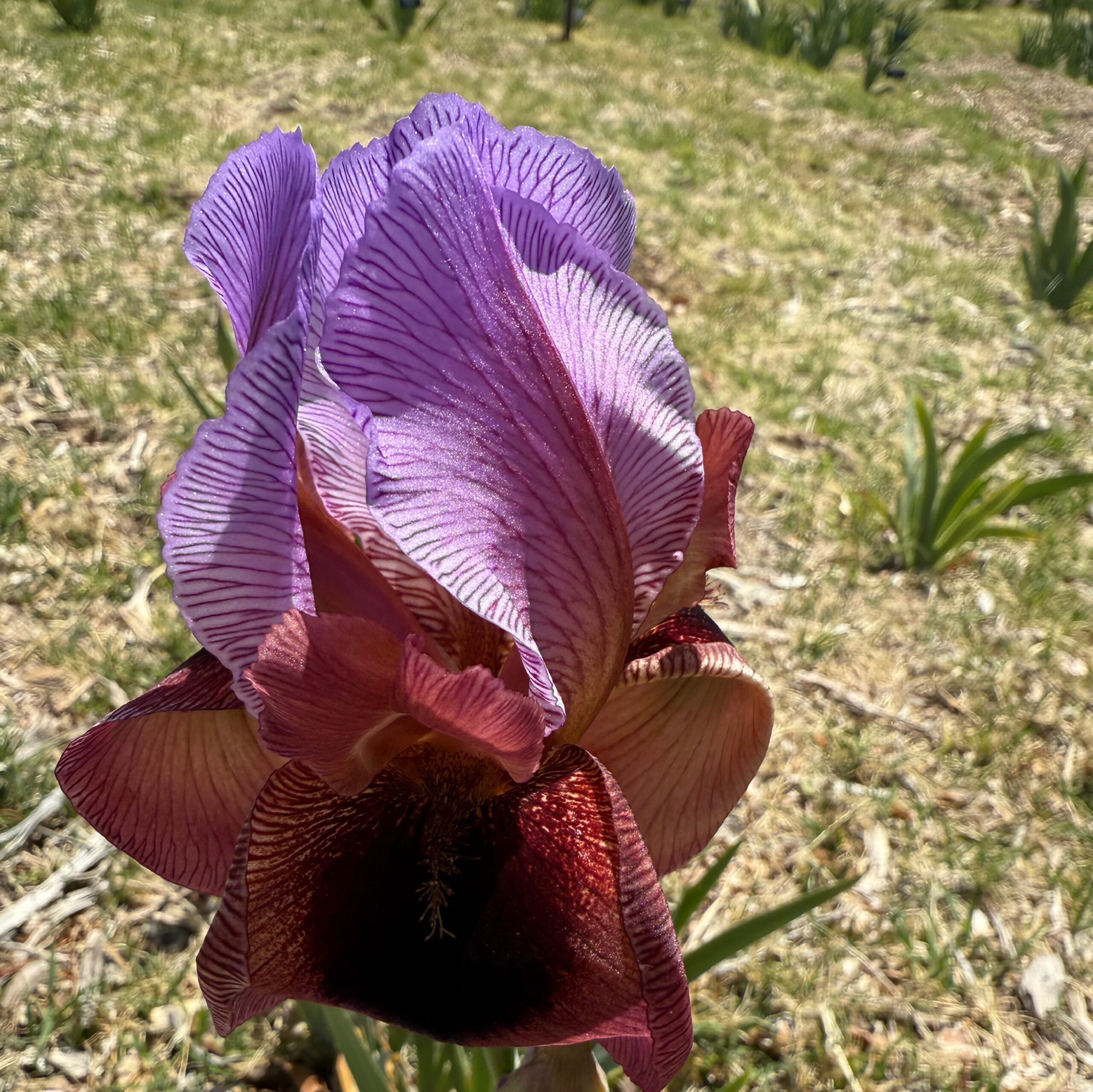 BAREKET IRIS FOR SALE ONLINE