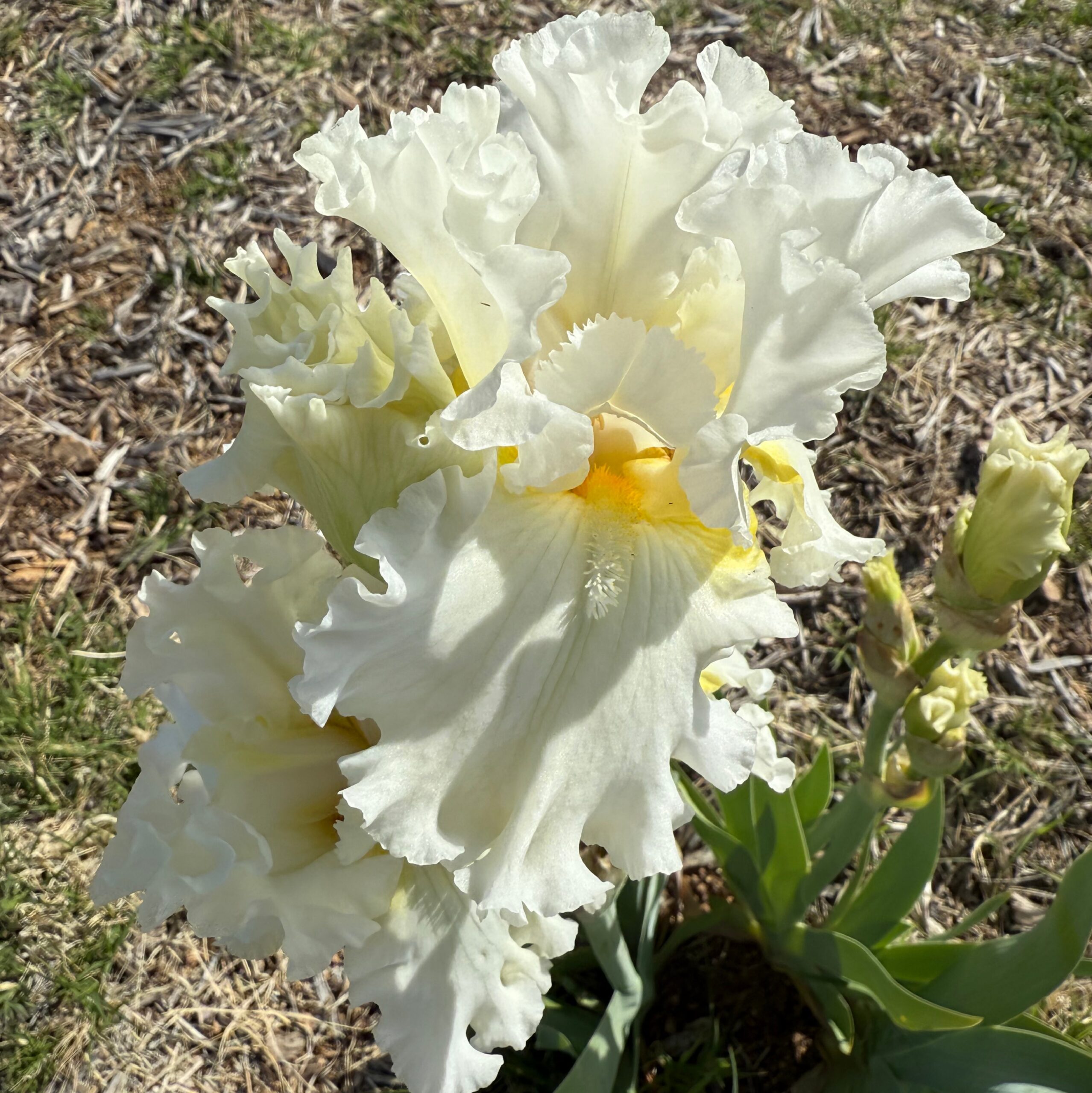 DEVONSHIRE CREAM IRIS FOR SALE ONLINE