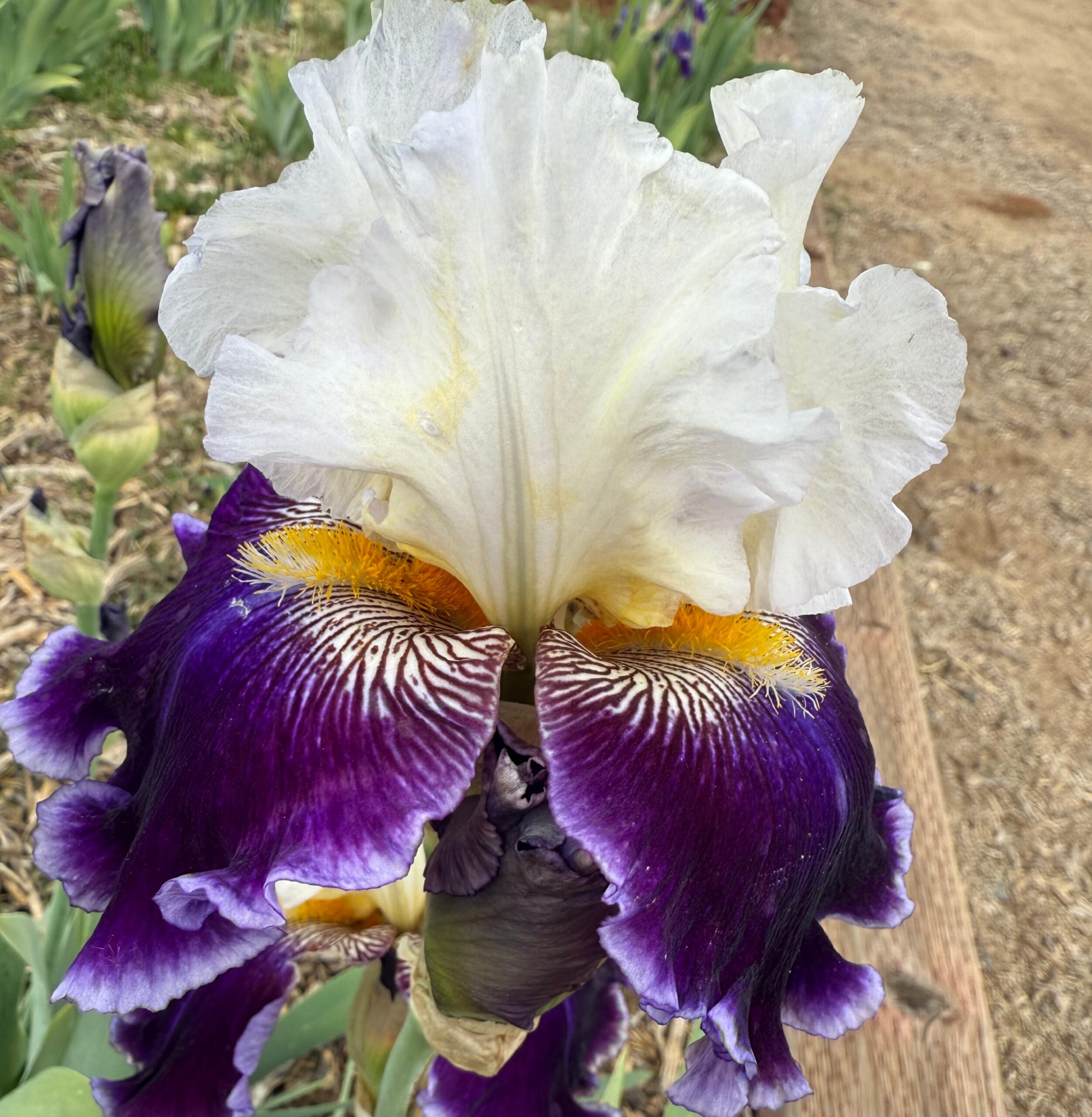 JUST THE TICKET IRIS FOR SALE ONLINE
