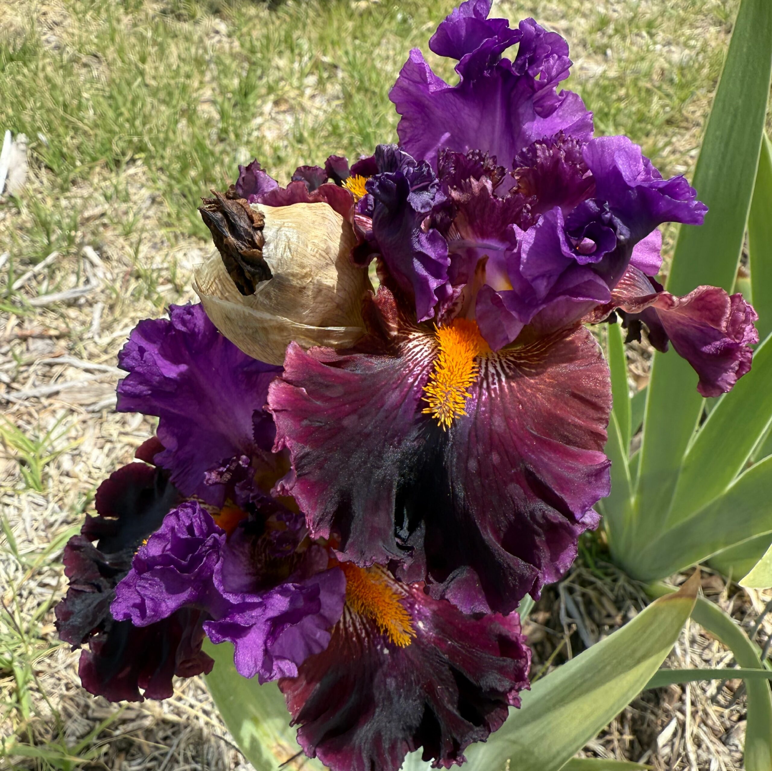 1 NAUGHTY NIGHTS NAIGHTY NIGHTS IRIS FOR SALE ONLINE