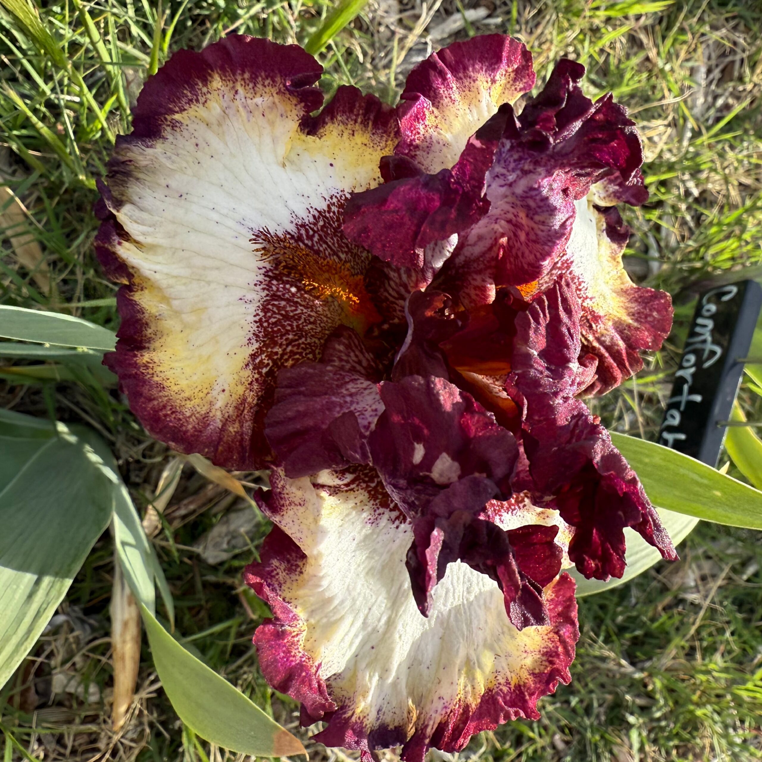 1 CLASS RING CLASS RING IRIS FOR SALE ONLINE