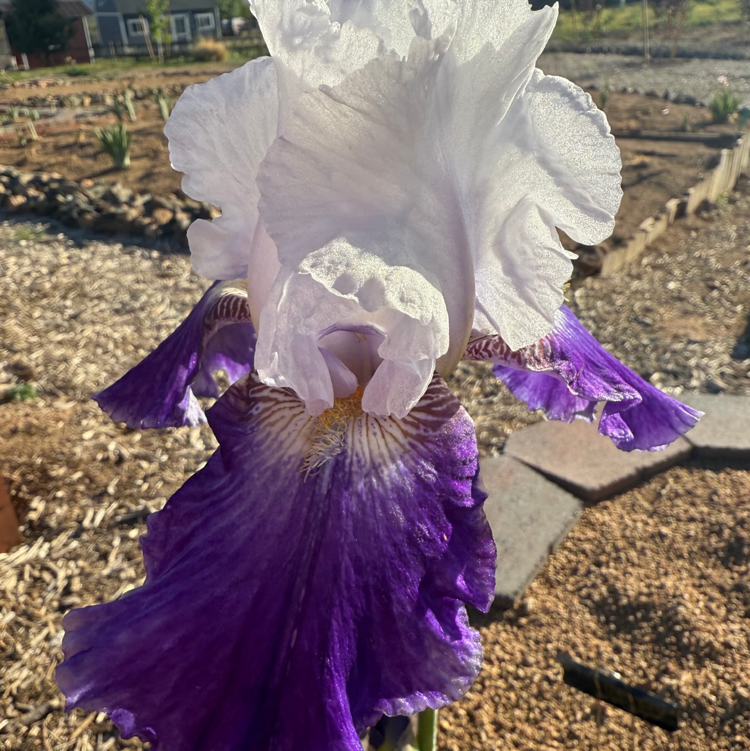 1 COWBOY MYSTIQUE COWBOY MYSTIQUE IRIS FOR SALE ONLINE
