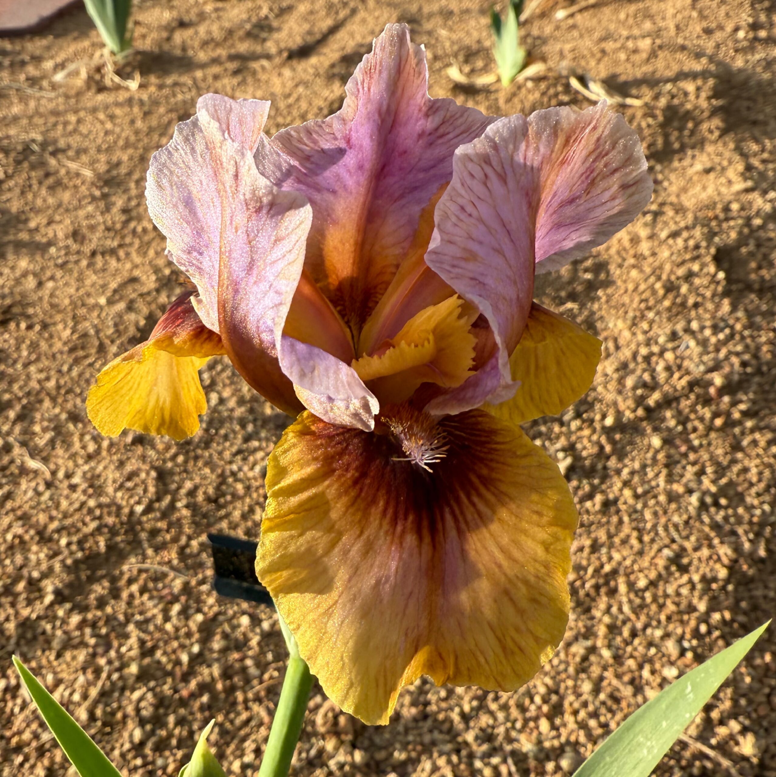 CREATIVE ART IRIS FOR SALE ONLINE