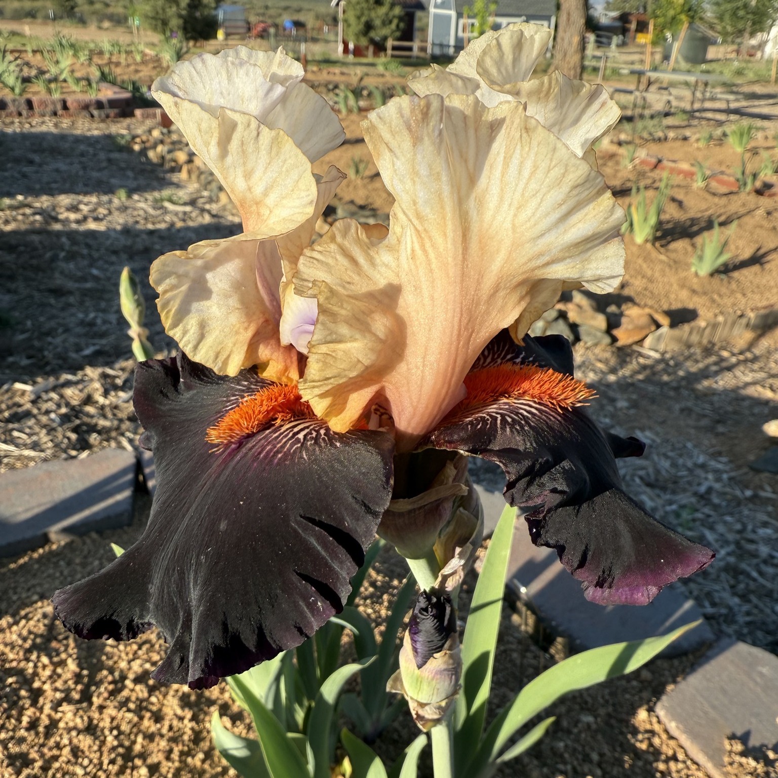 MAIN STREET IRIS FOR SALE ONLINE