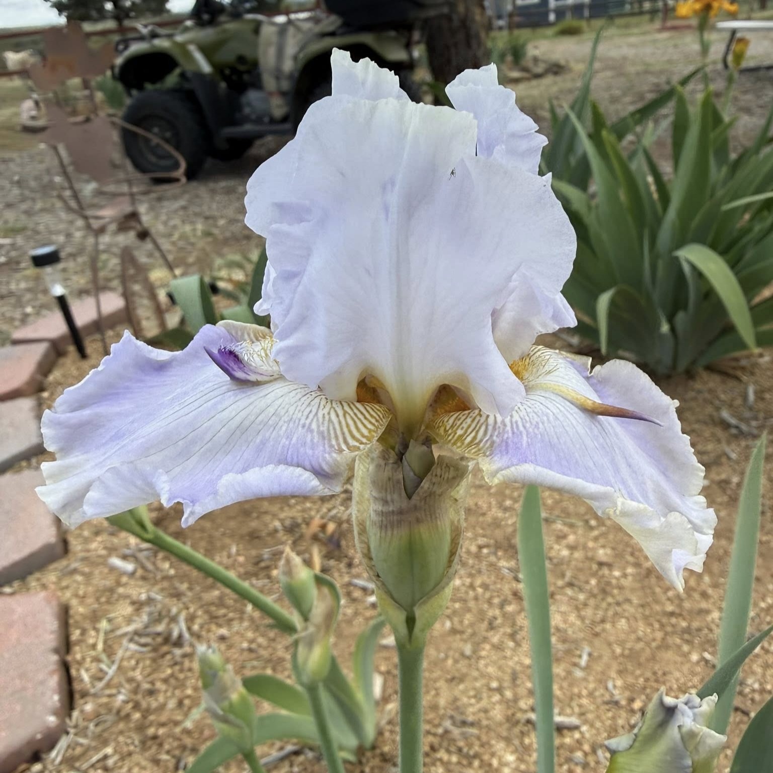 MOON DREAM IRIS FOR SALE ONLINE