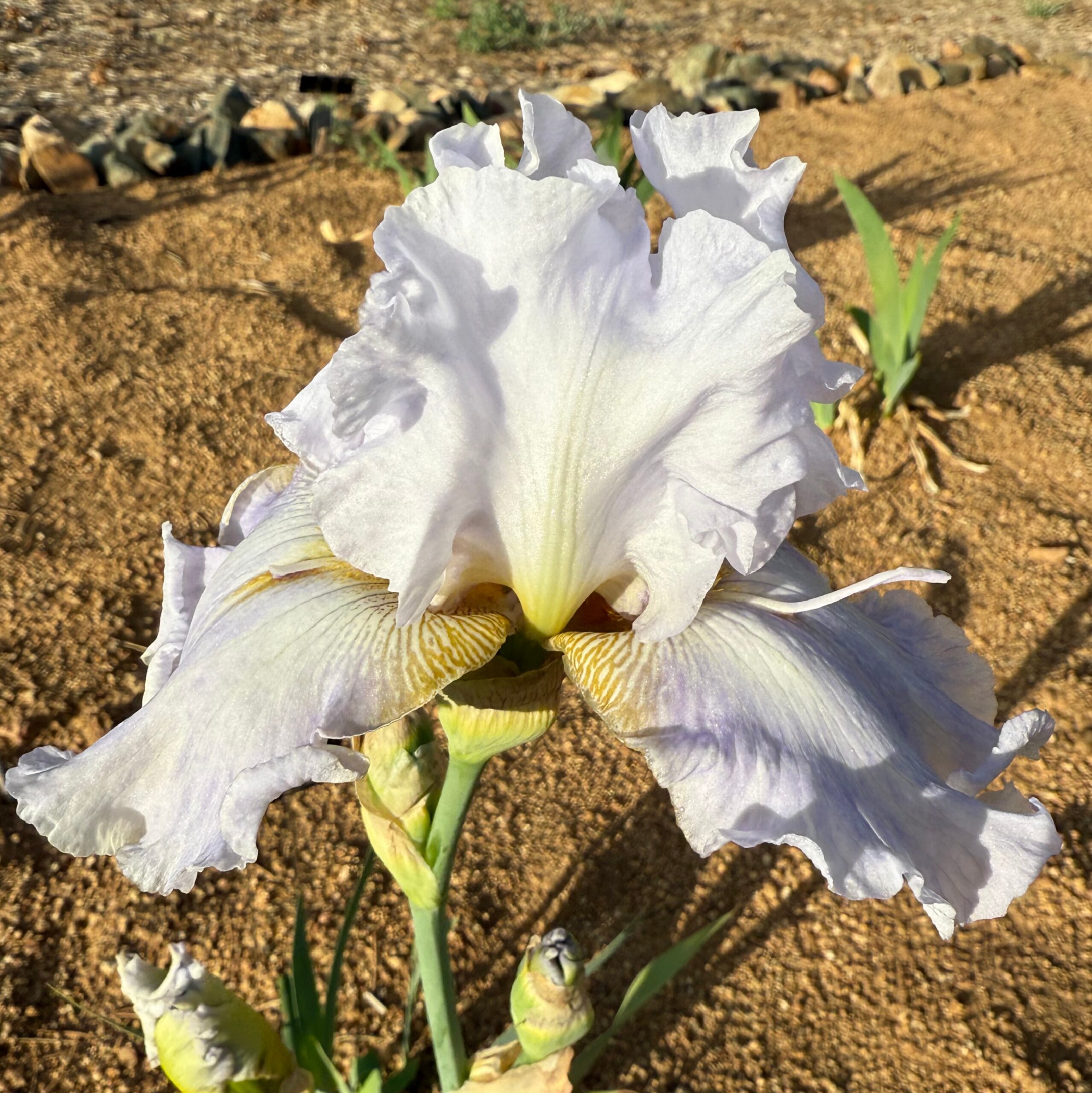 MOON DREAM IRIS FOR SALE ONLINE