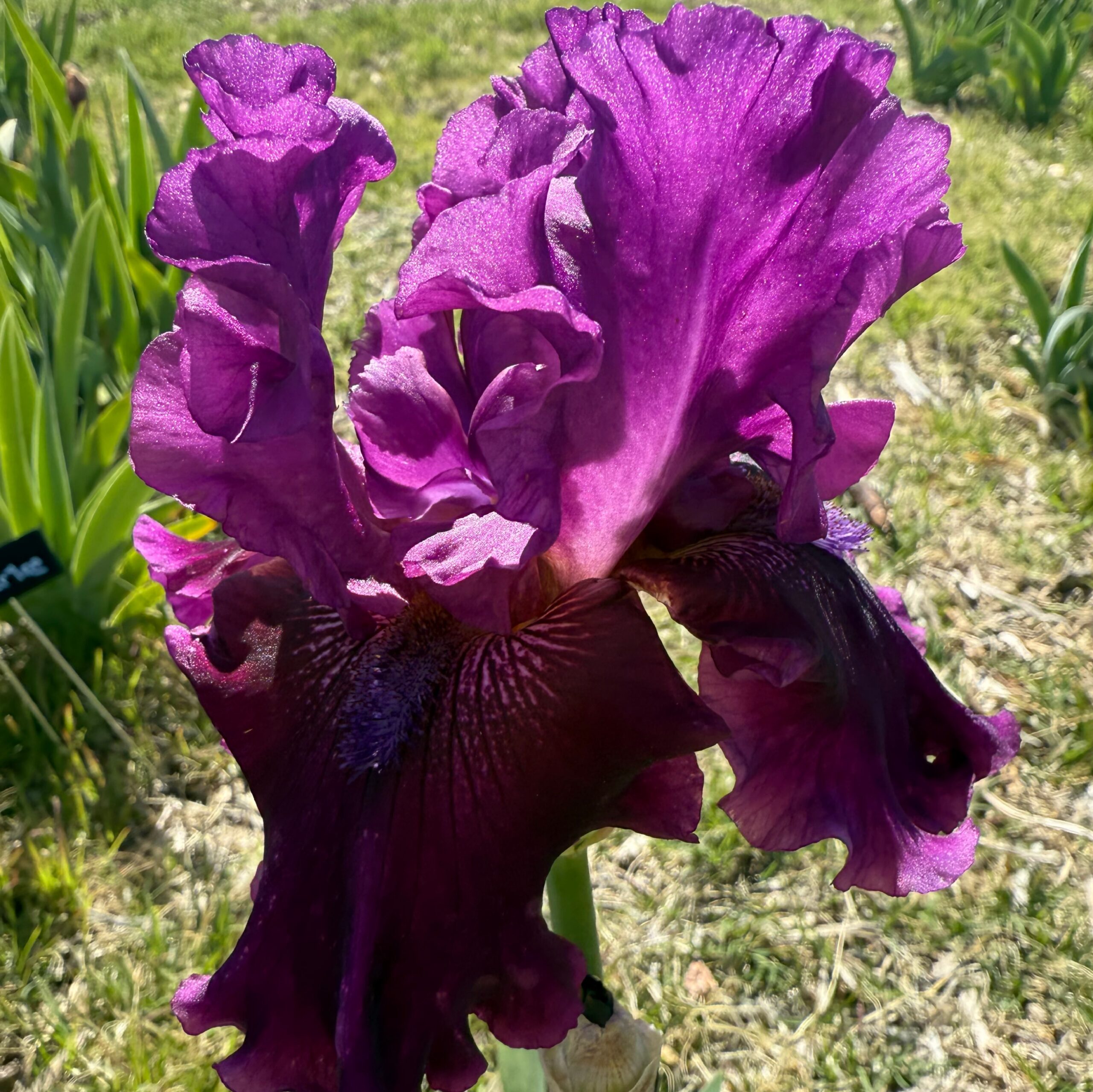ROSALIE FIGGE IRIS FOR SALE ONLINE