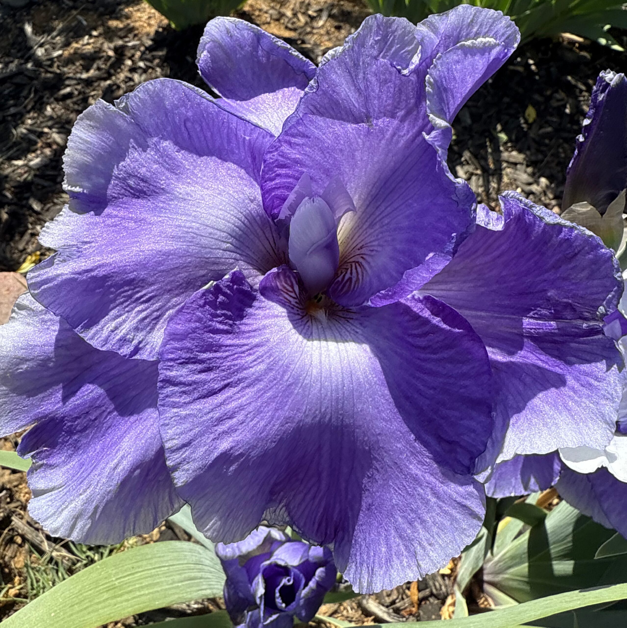 1 UNFURLED FLAG UNFURLED FLAG IRIS FOR SALE ONLINE