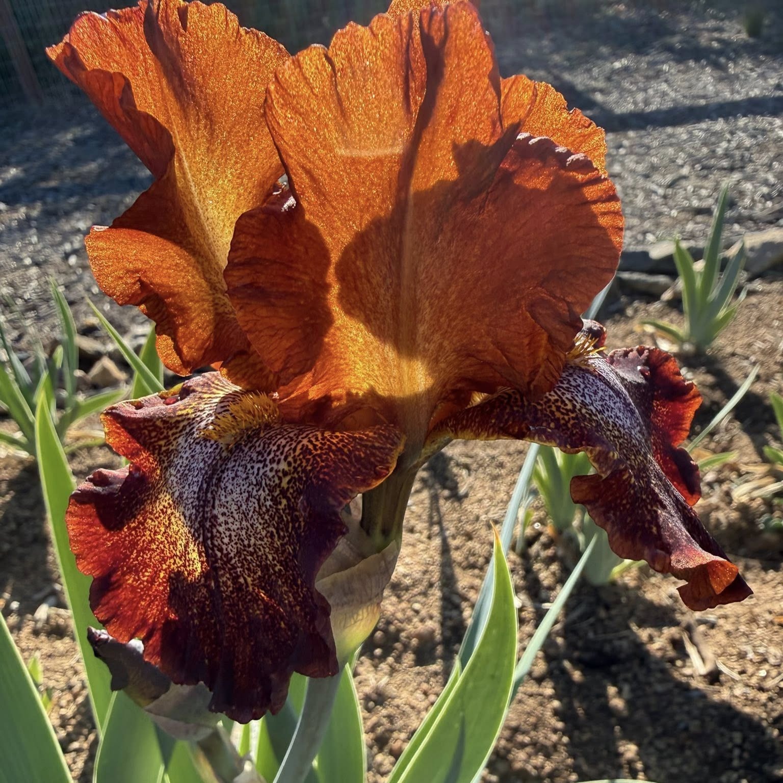 CAYENNE CAPERS IRIS FOR SALE ONLINE