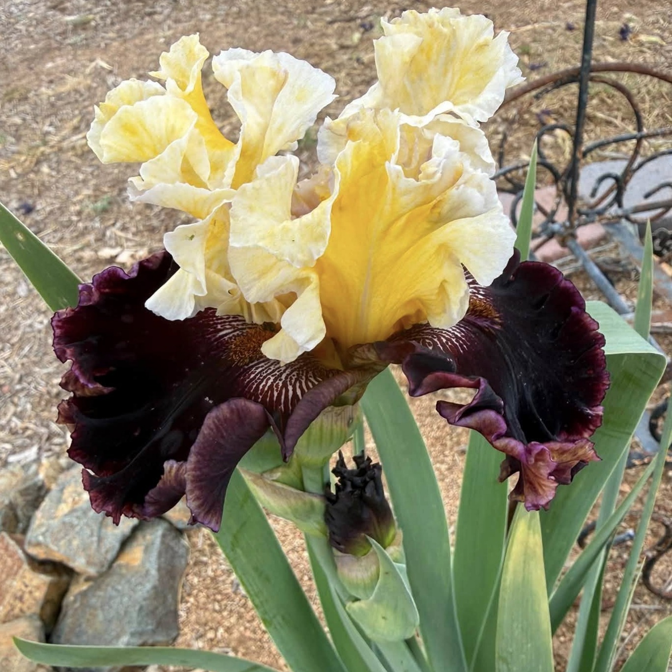 CHERRIES AND CREAM IRIS FOR SALE ONLINE
