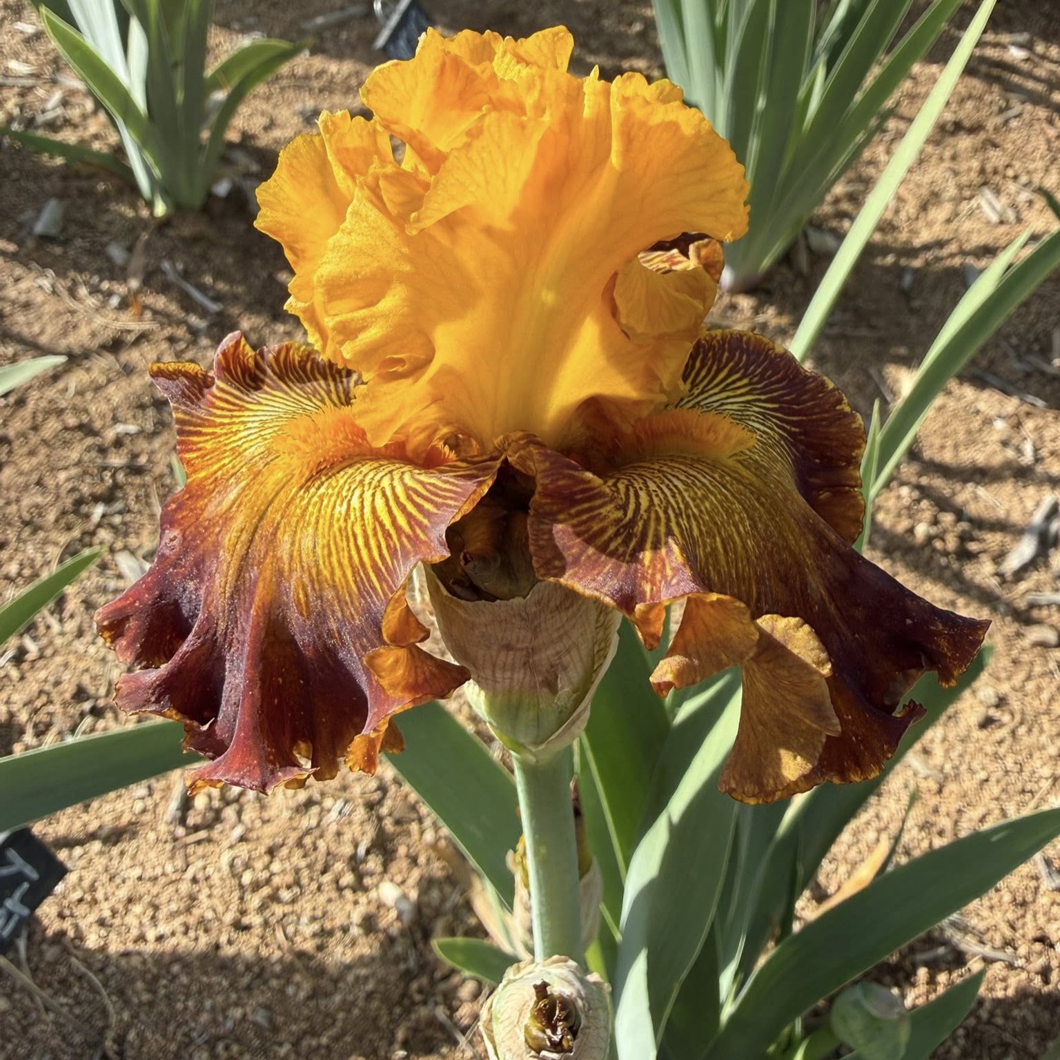 1 EARTH AND SUN EARTH AND SUN IRIS FOR SALE ONLINE