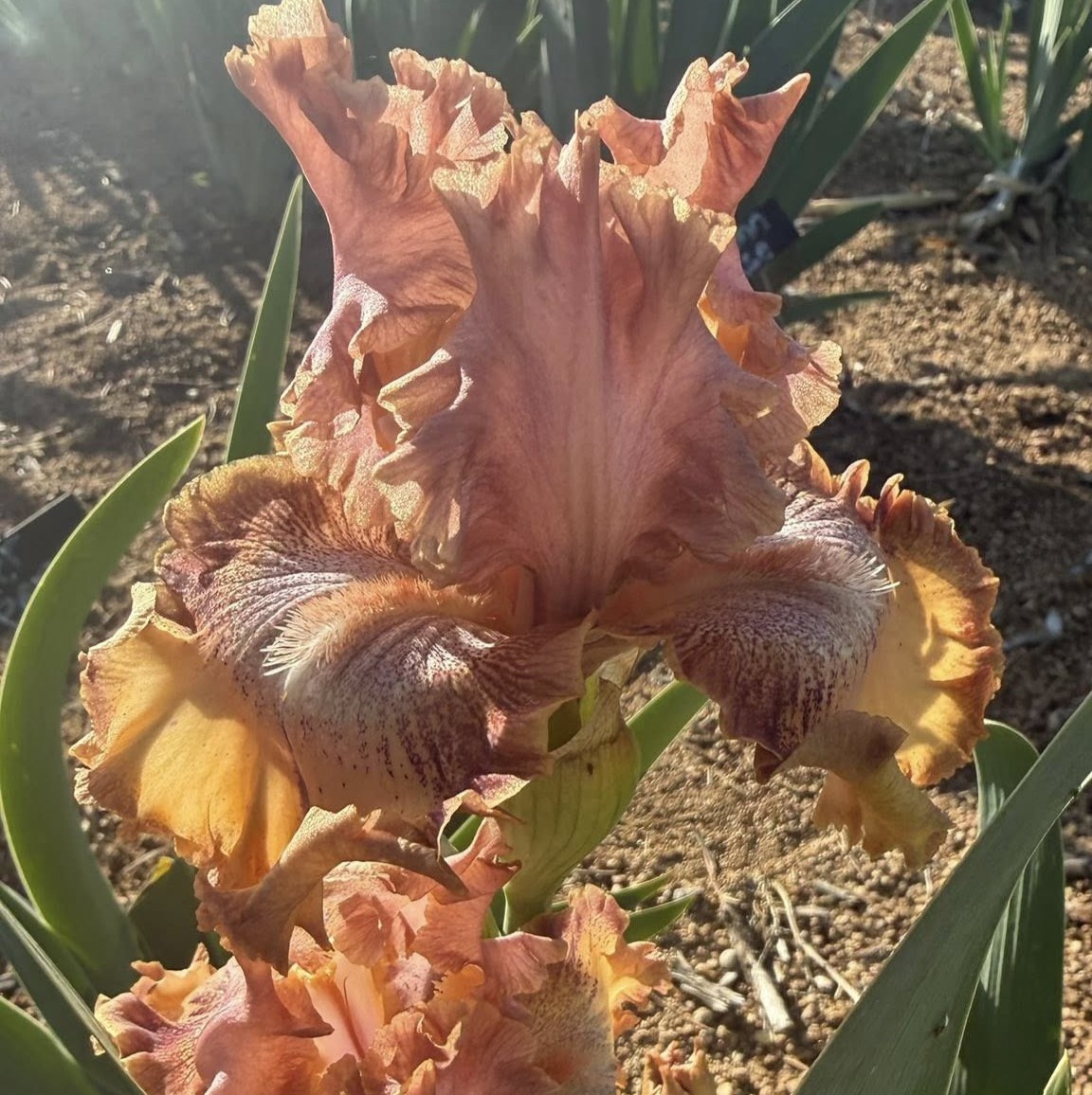 FANTASMAGORICAL IRIS FOR SALE ONLINE