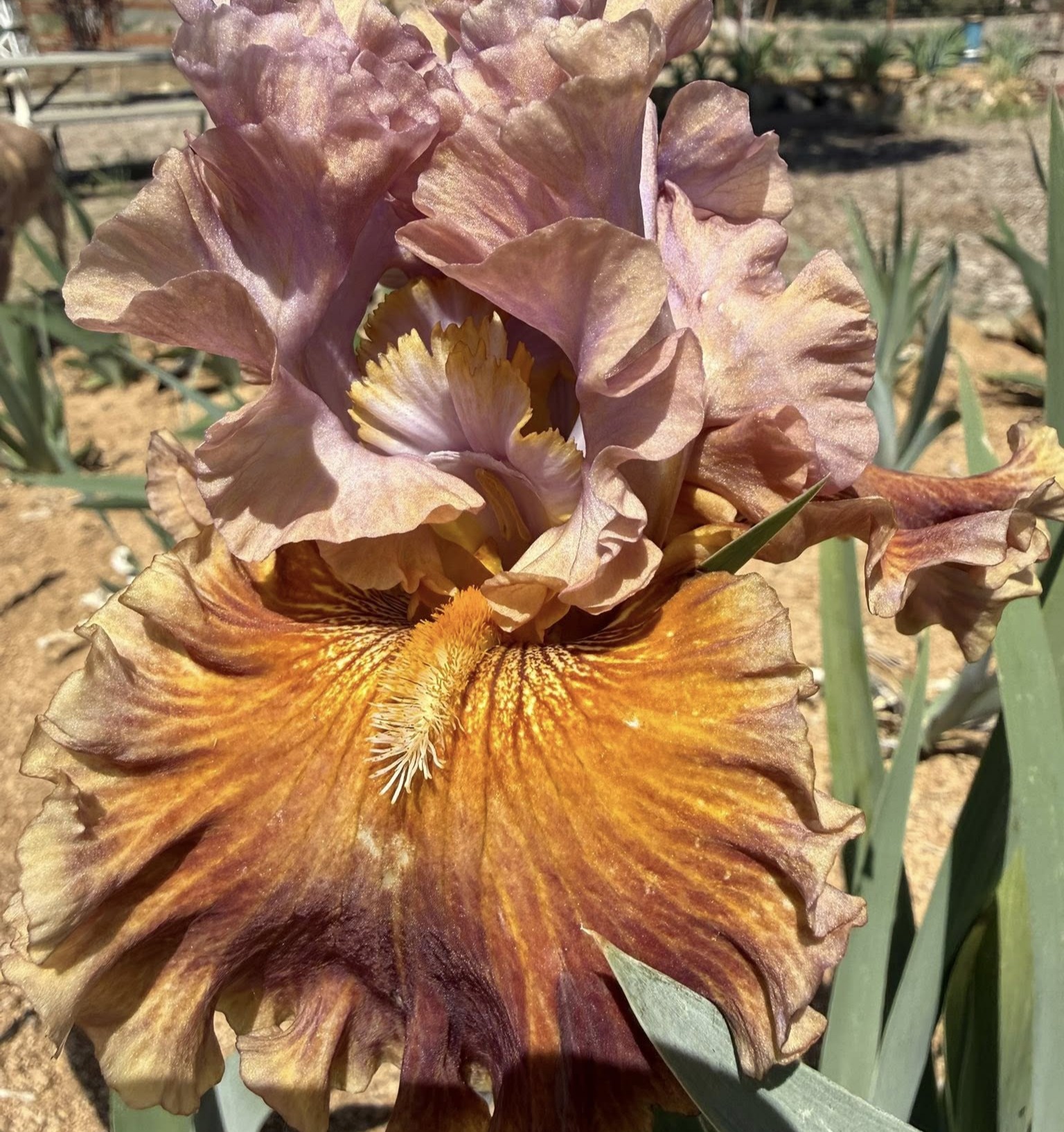 1 GEM TRADER GEM TRADER IRIS FOR SALE ONLINE