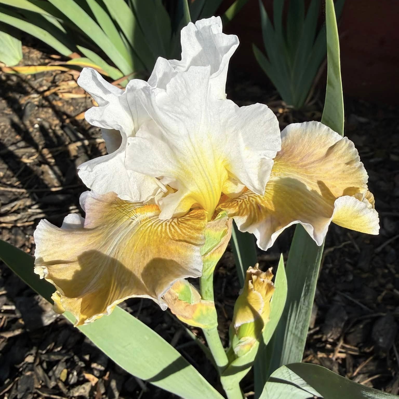 GOING GREEN IRIS FOR SALE ONLINE