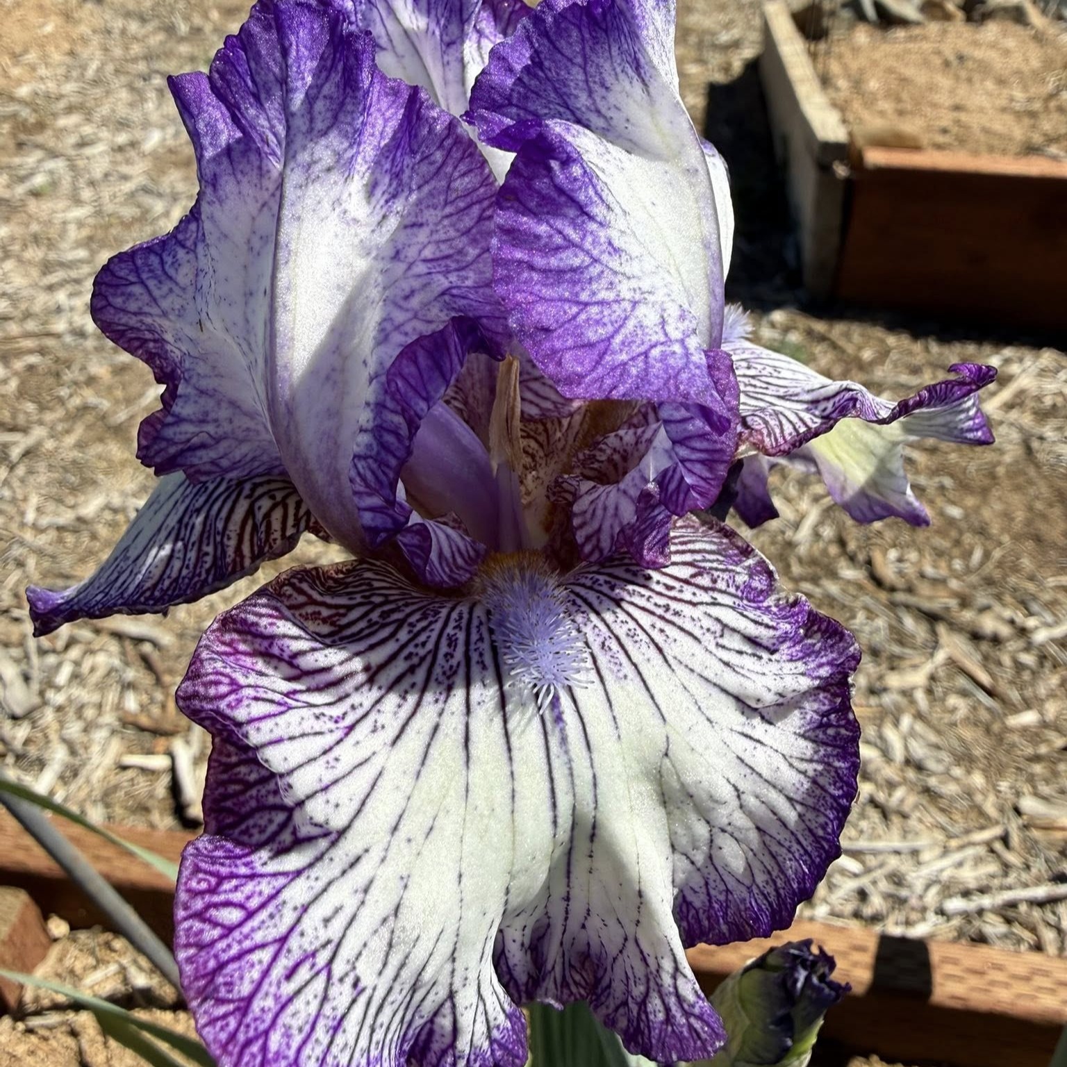 JESSE'S EDITION IRIS FOR SALE ONLINE