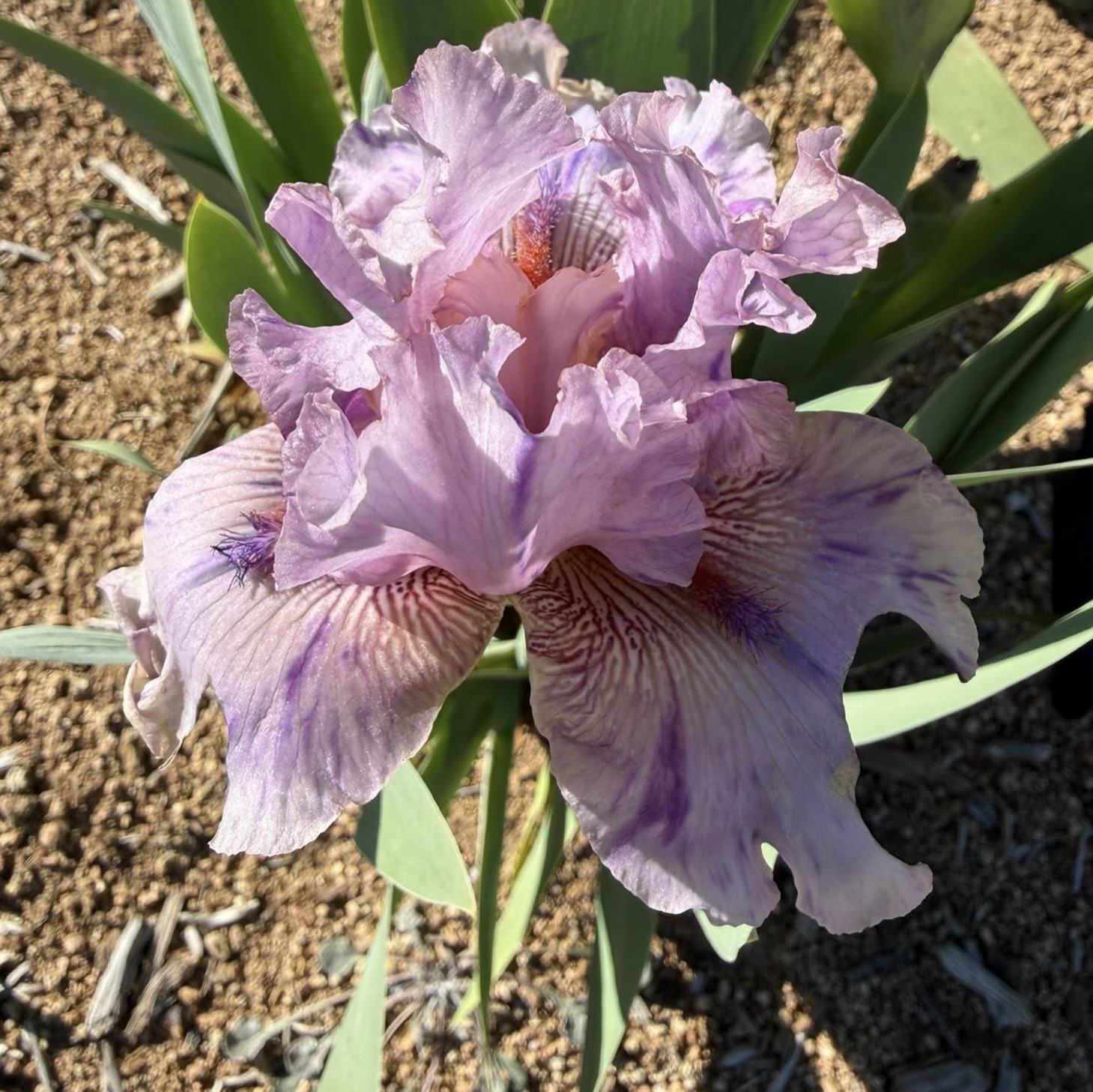 1 JILTED JILTED IRIS FOR SALE ONLINE
